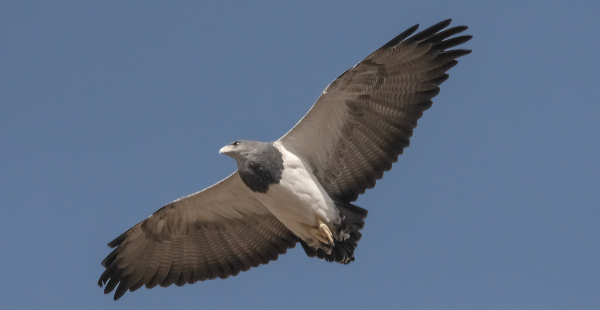 Águila Mora