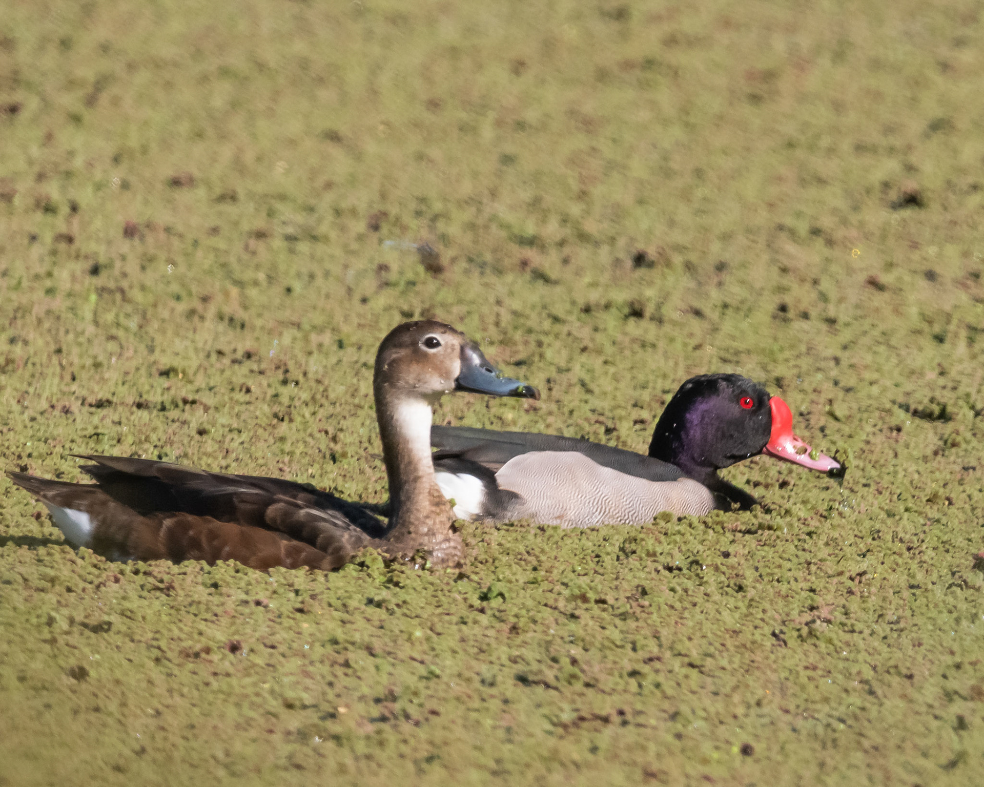 Patos Picazo