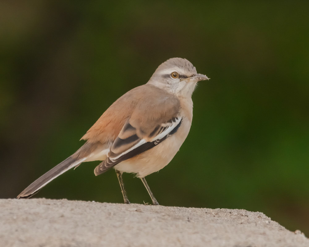 Calandria Real