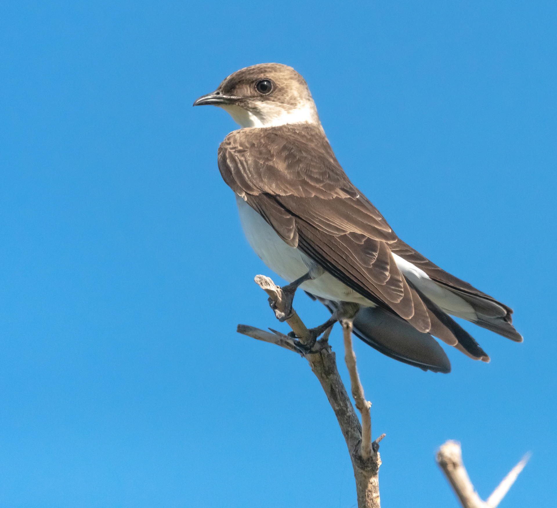 Golondrina Parda