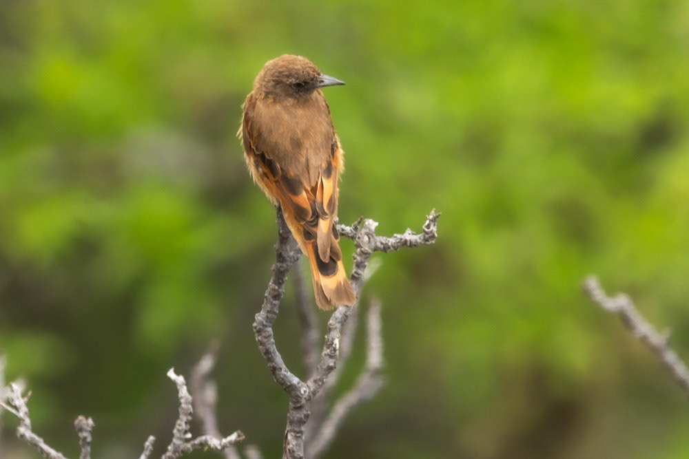 Birro Colorado