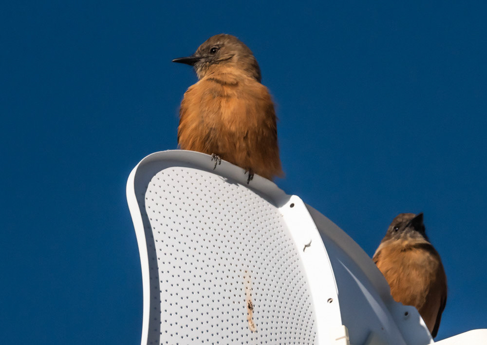 Birro