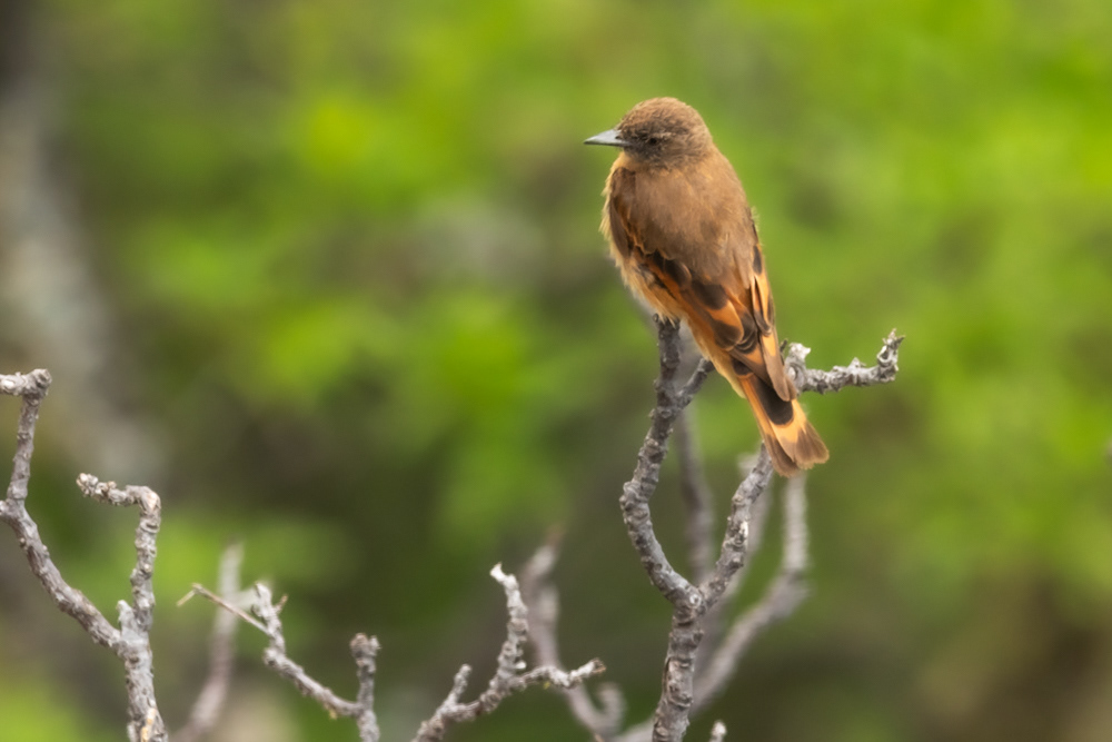 Birro Colorado