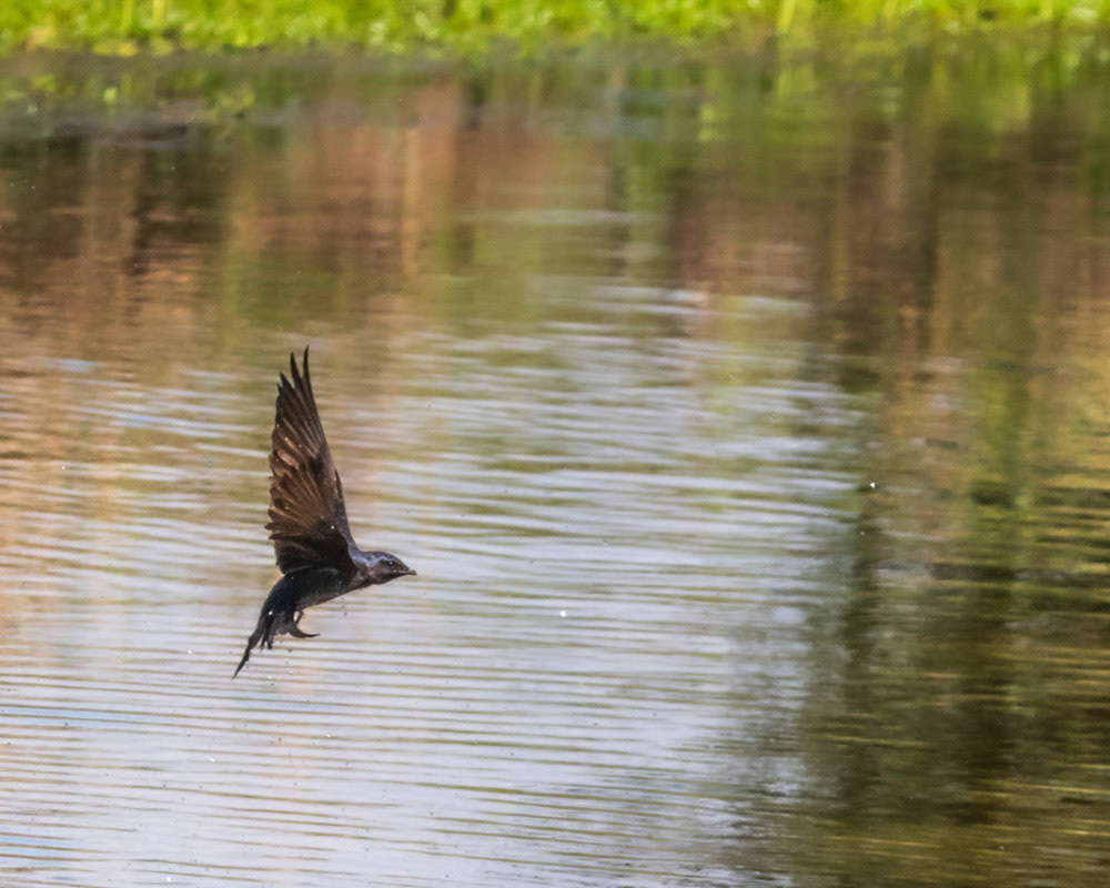 Golondrina