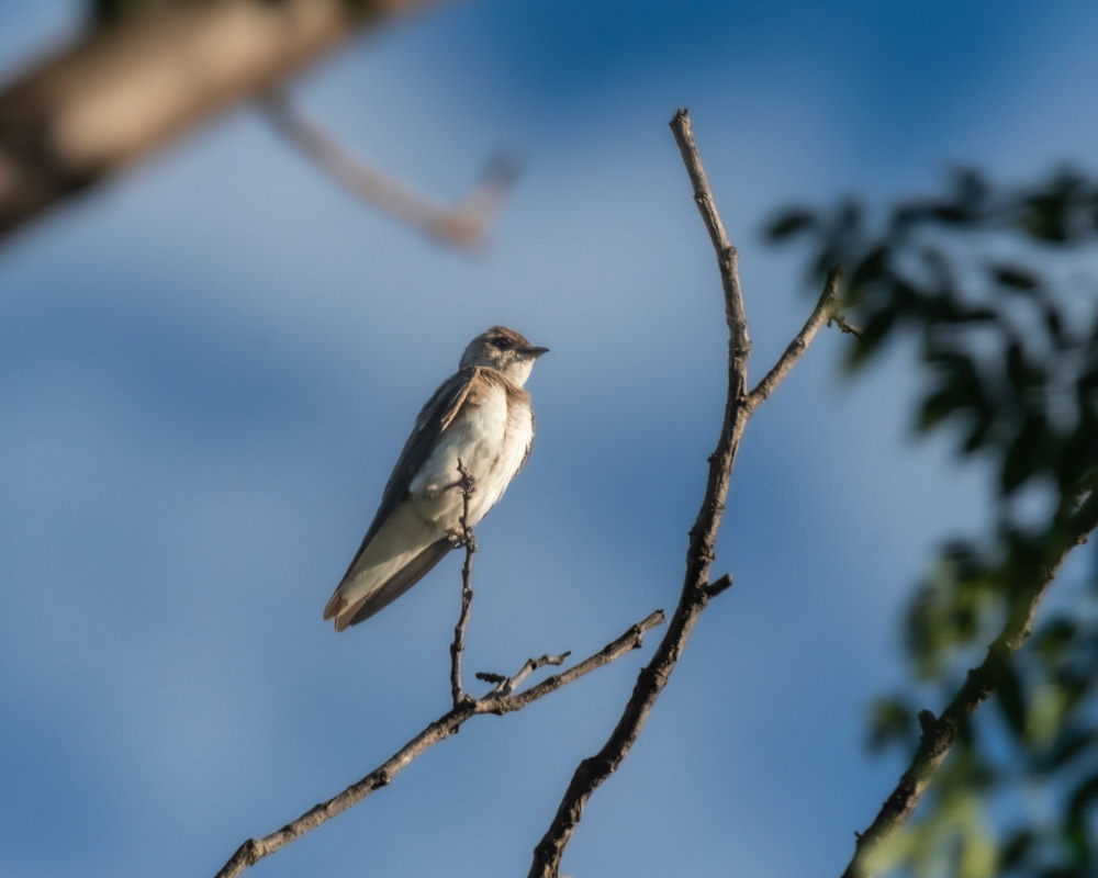 Golondrina