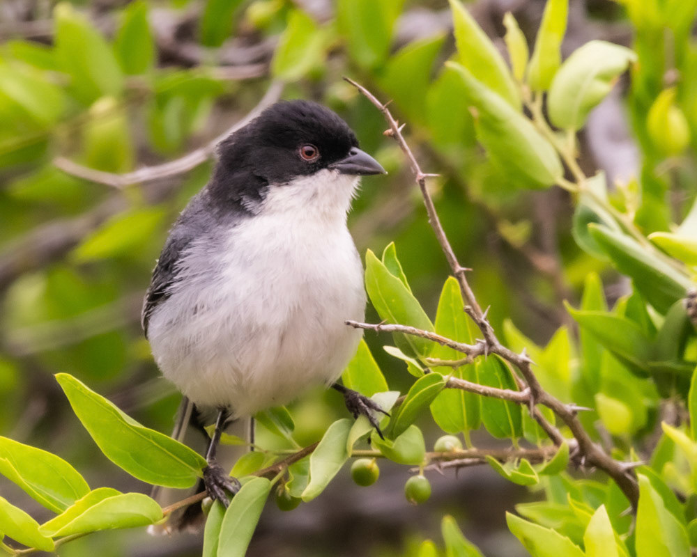 Monterita Cabeza Negra