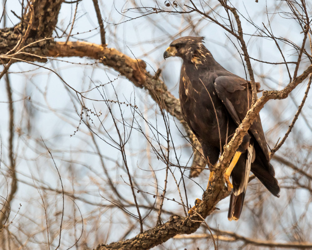Aguila Negra
