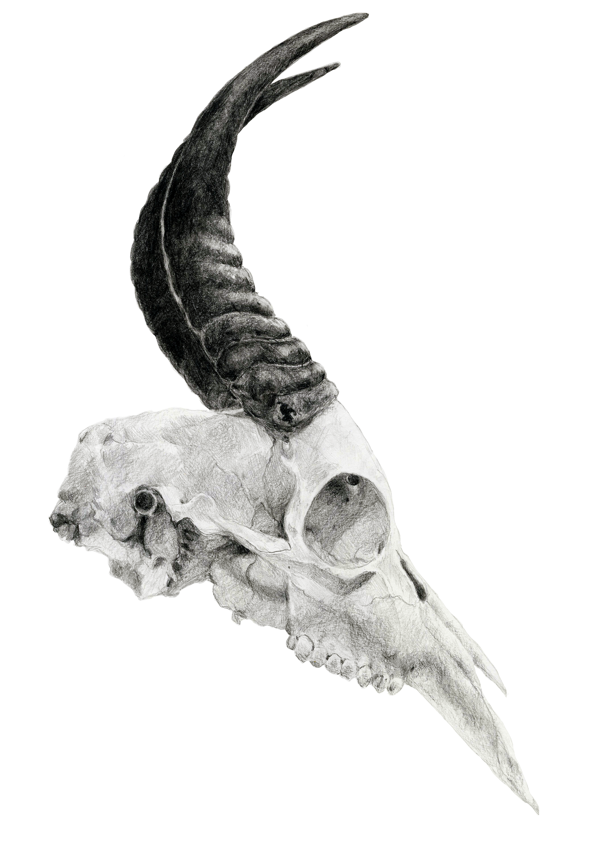 Bohr Reedbuck Skull, 2018, graphite on paper, 18" x 24"