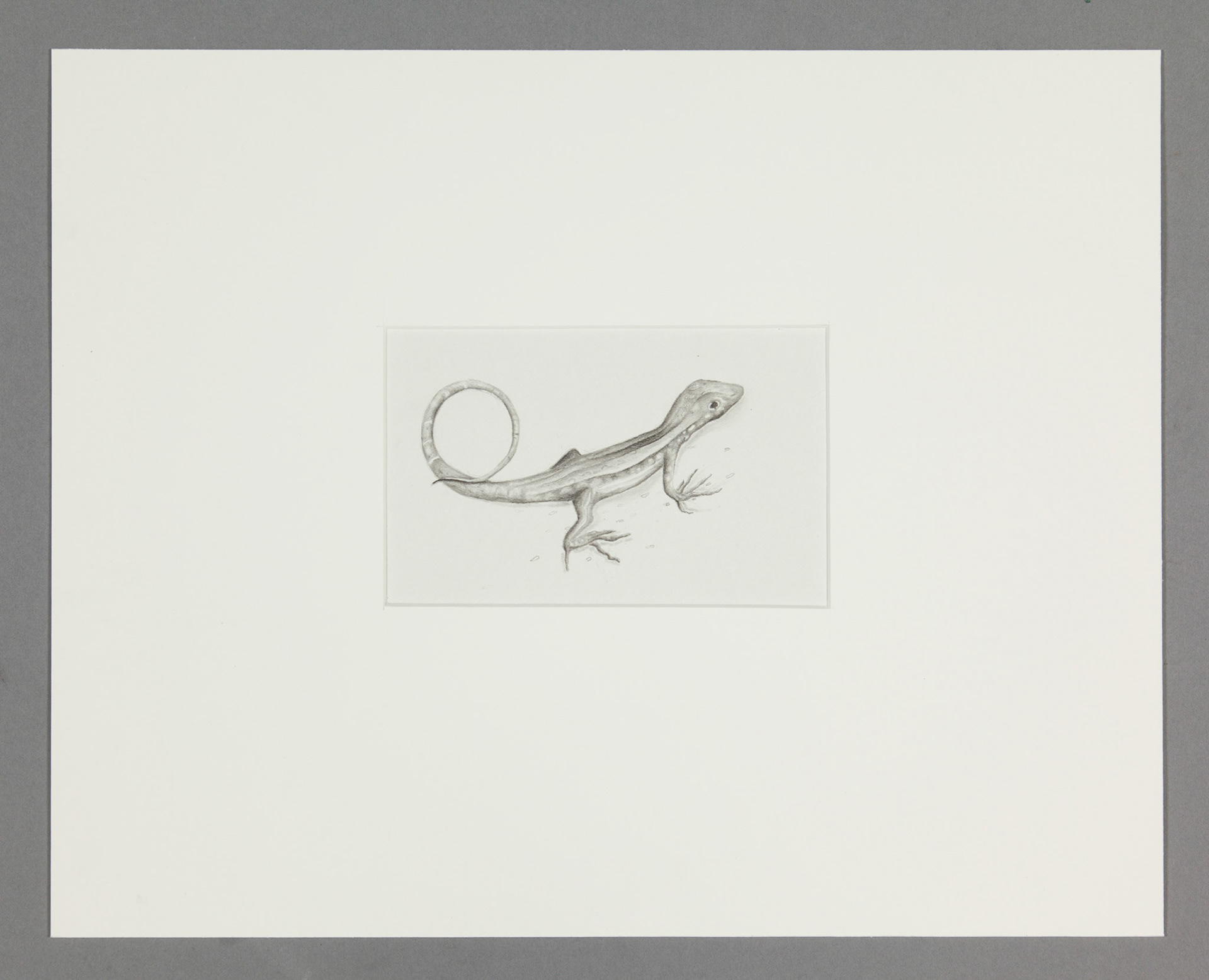 Lizard in San Salvador