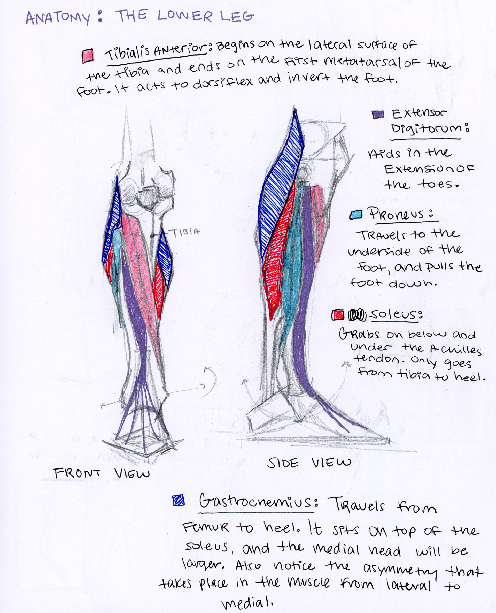 Delaney Shin - Anatomy Drawings And Studies Fall