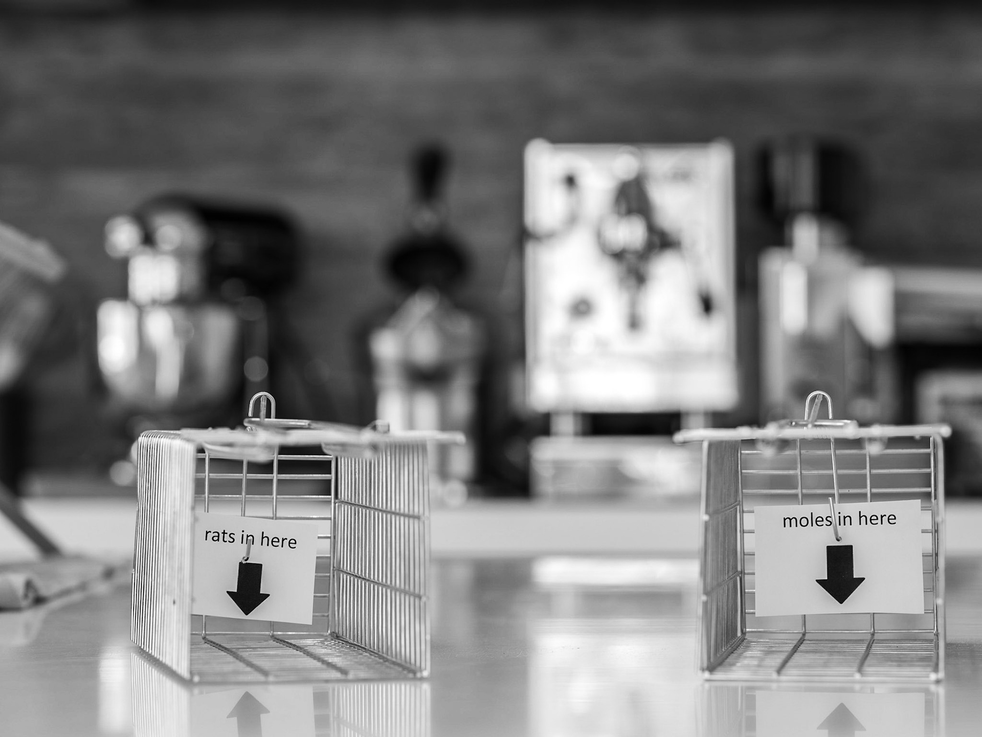 "Unexpected kitchen encounters" on the theme "Rat in my kitchen"