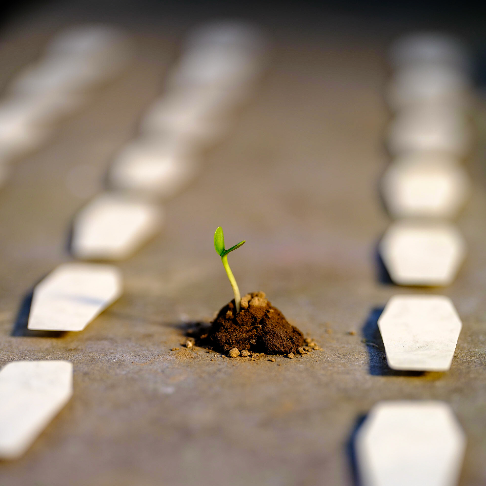 "Between the lines, there is still hope" on the theme "between the lines"