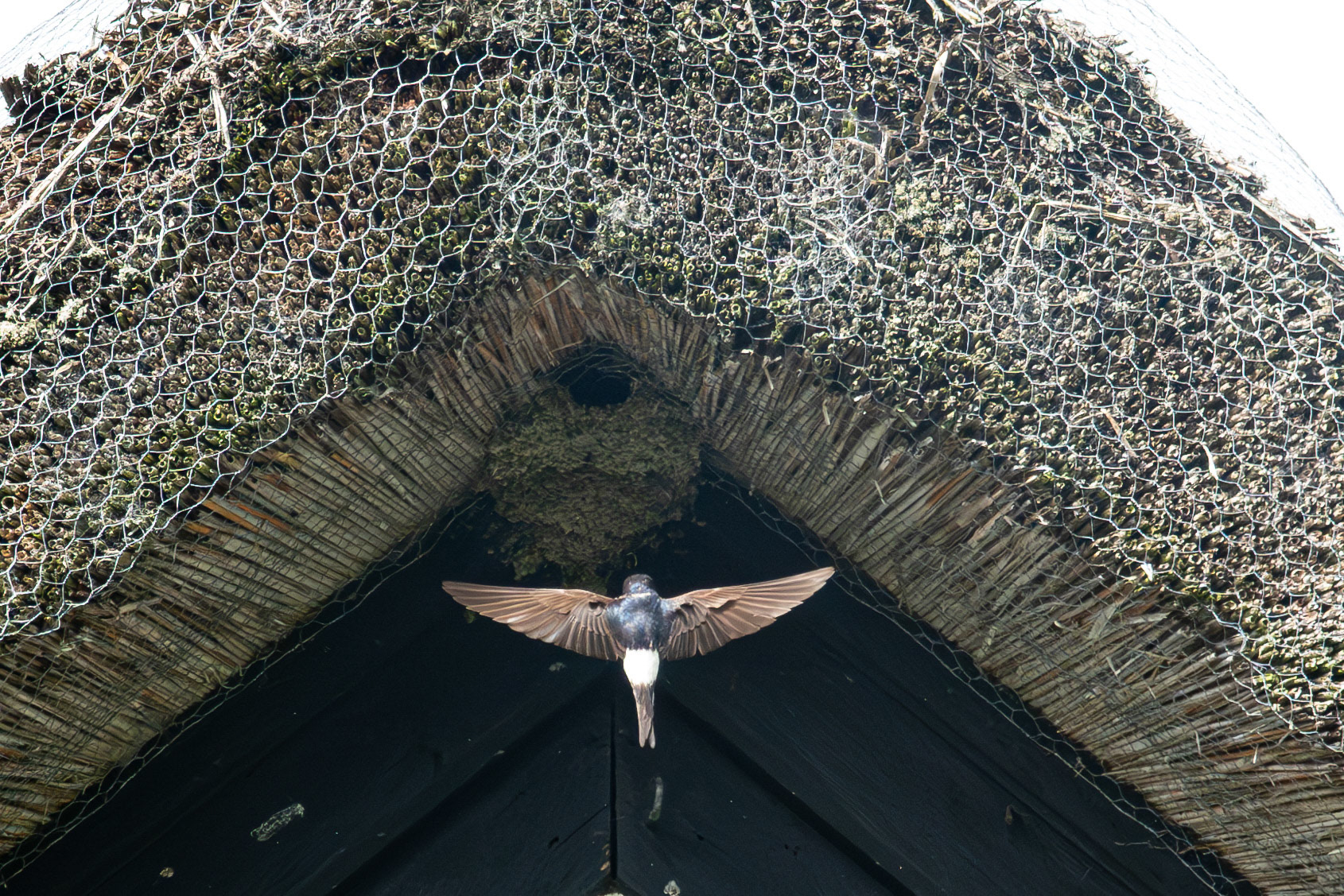 House Martin Nest Little Stretton Church Shropshire