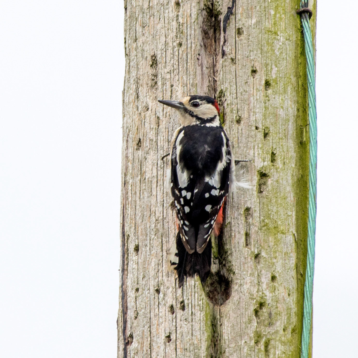 Great Spotted Woodpecker LC Inkberrow Worcestershire