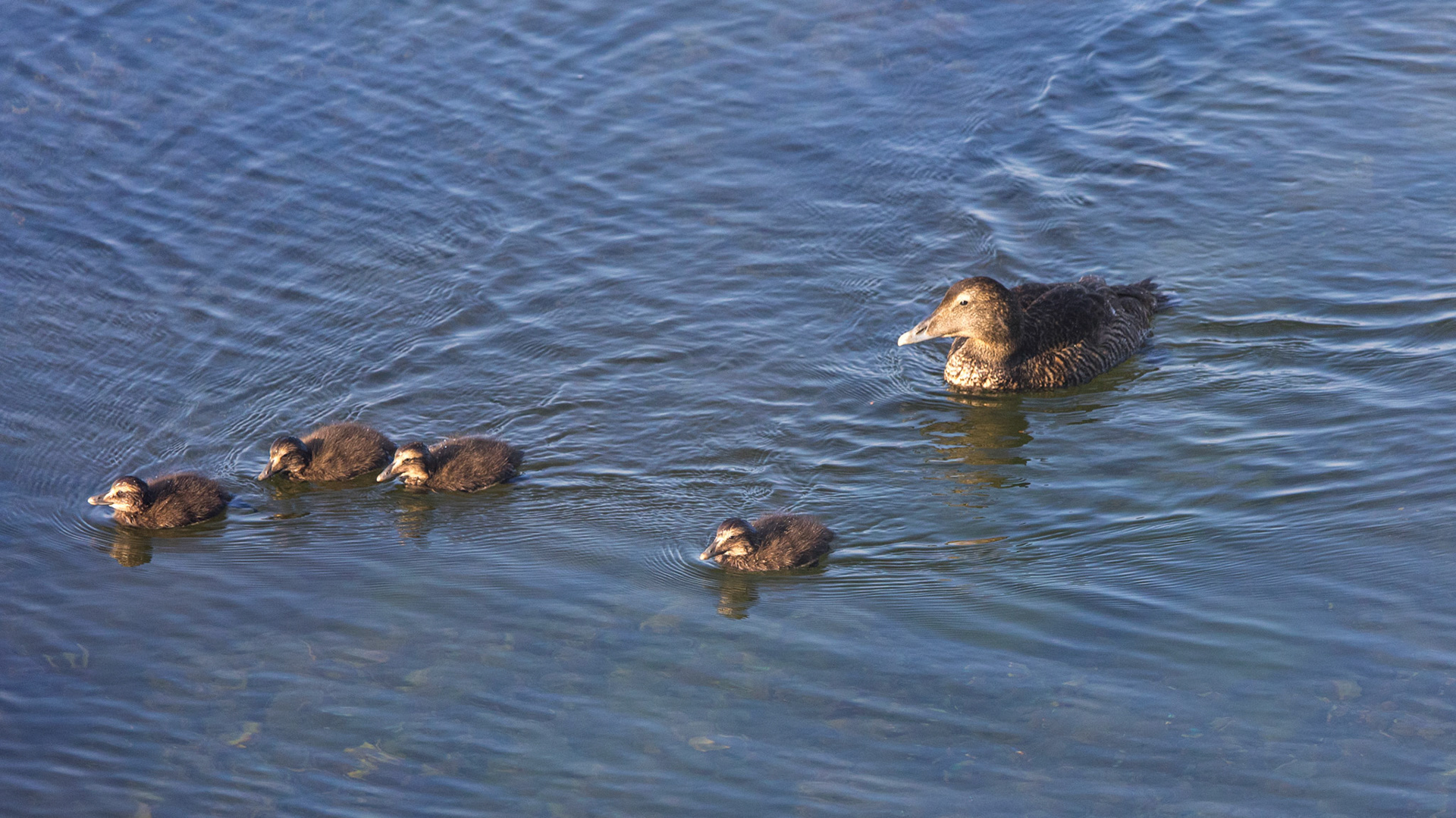 Eider Duck With Chicks Finnstown Orkney Scotland