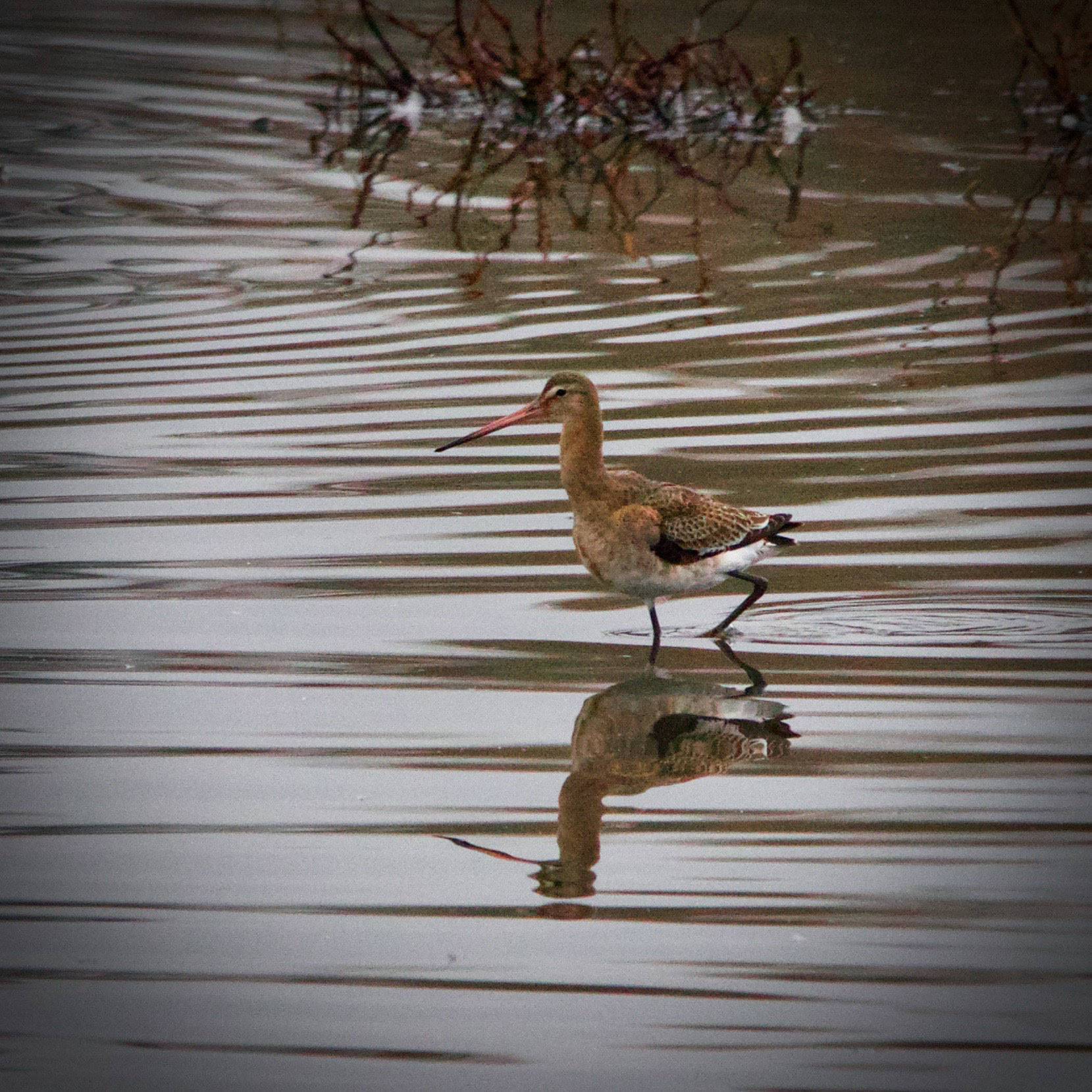 20171102 Black-tailed Godwit Upton Warren Worcestershire