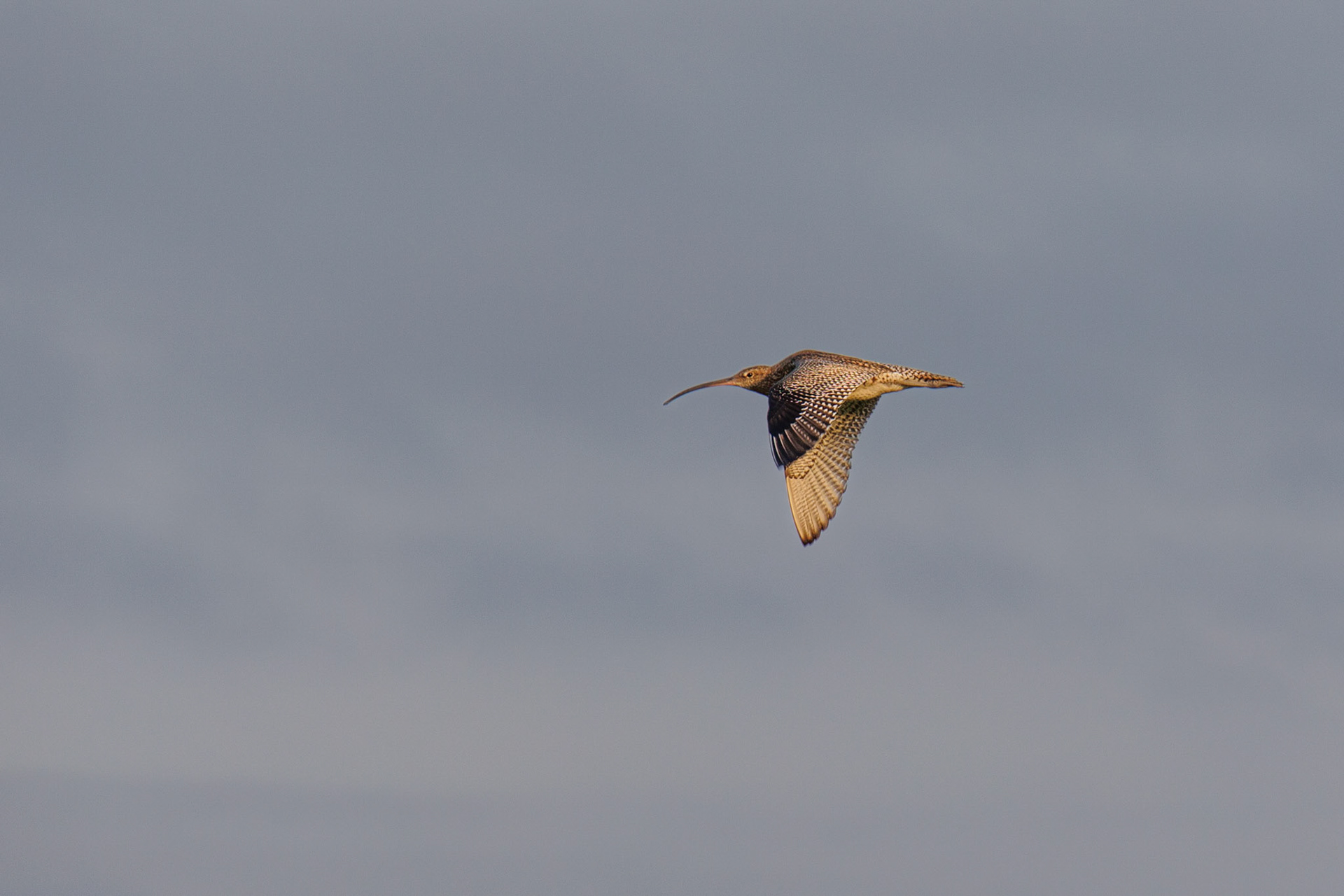 Curlew In-flight Stenness Nature Reserve Orkney Scotland