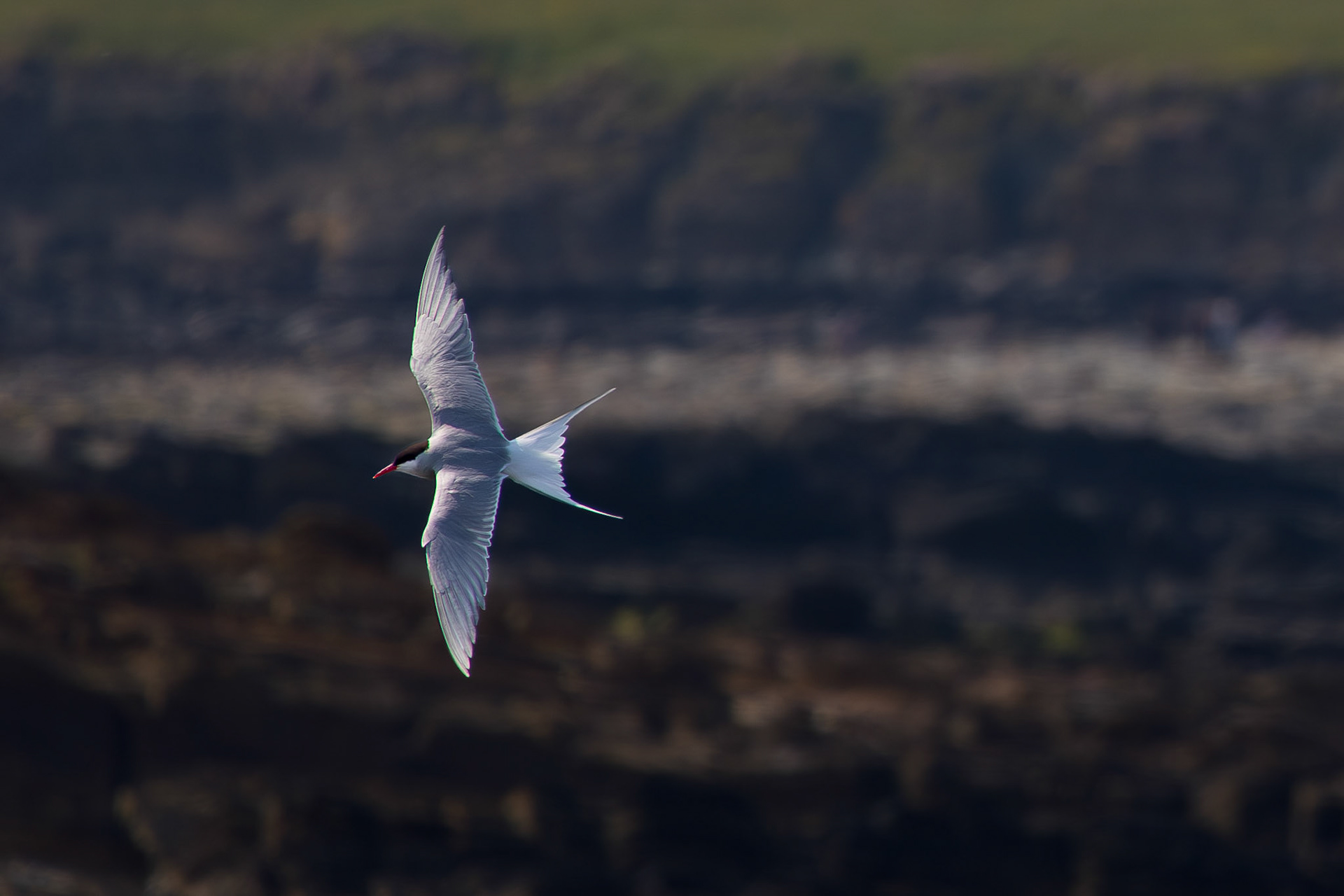 Arctic Tern In-flight Birsay Orkney Scotland