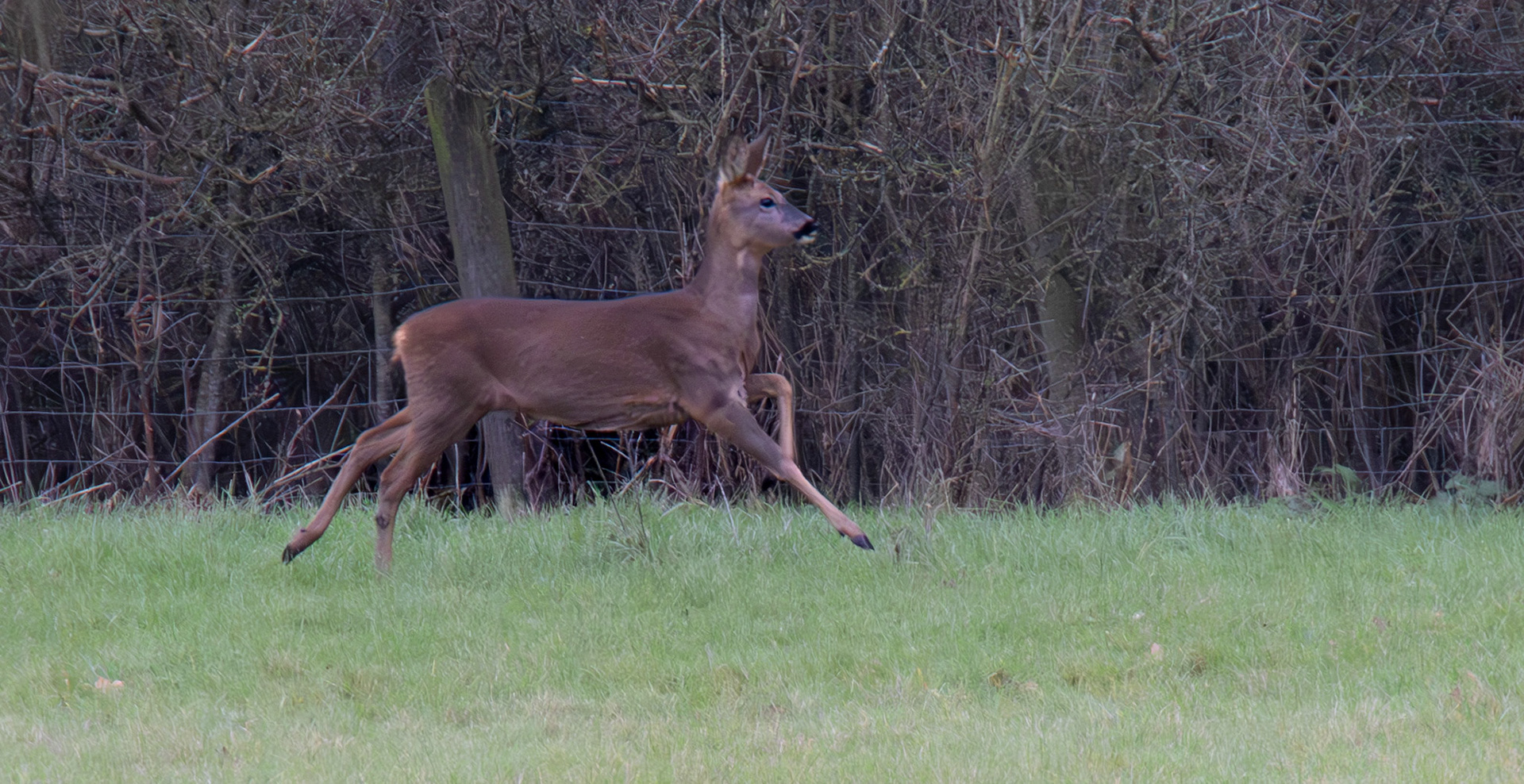 Roe Deer Millennium Way Near Inkberrow Worcestershire