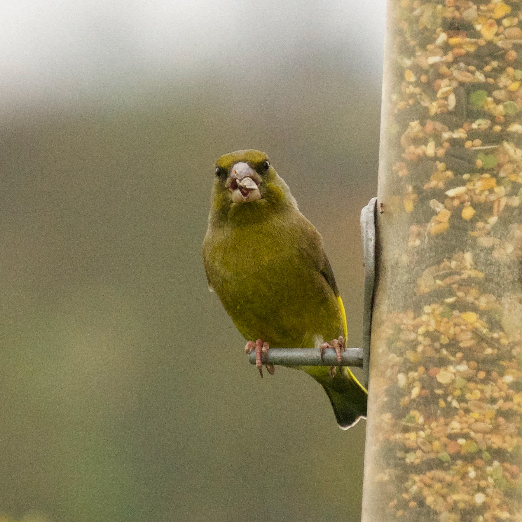 20171115 Greenfinch Upton Warren Worcestershire