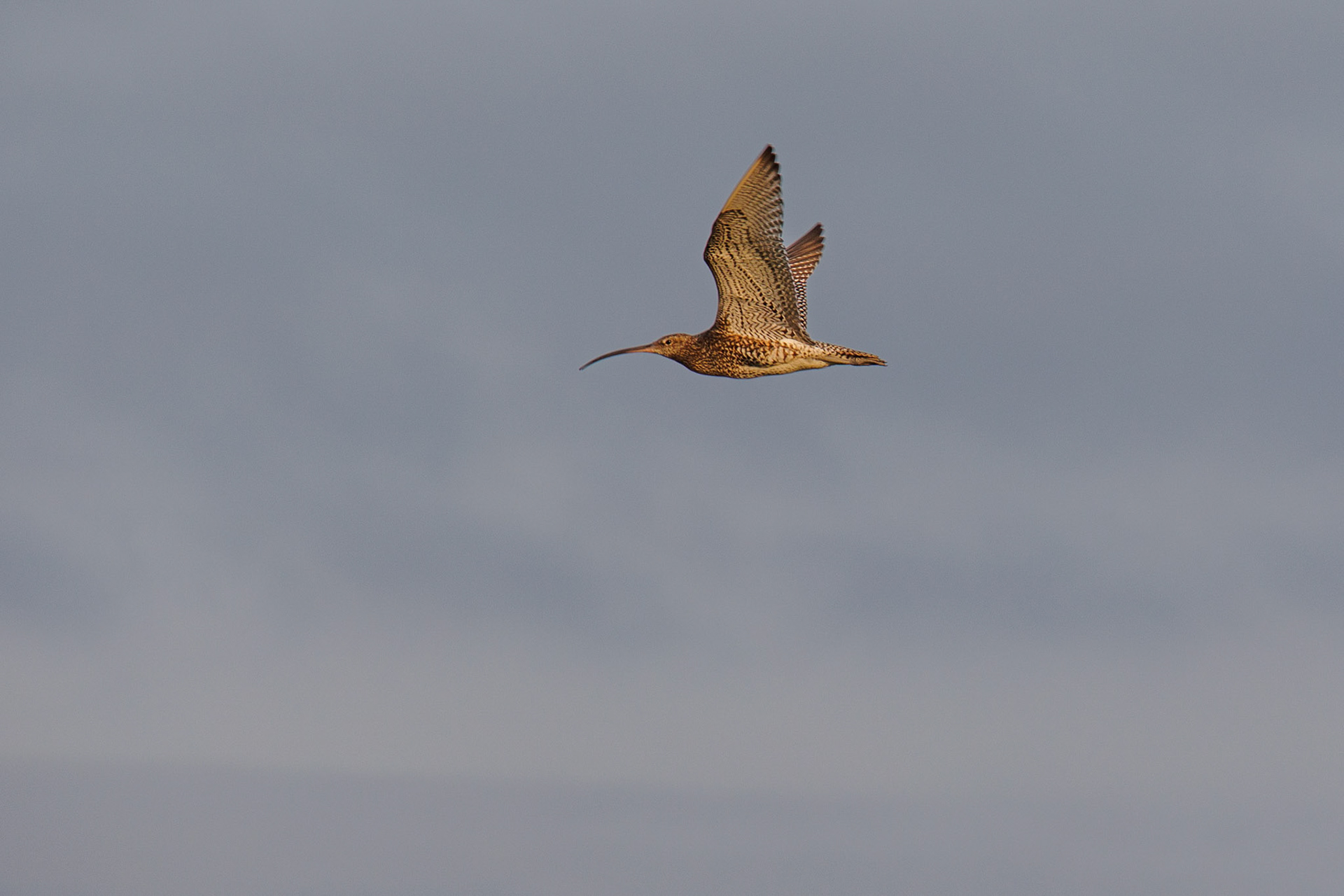 Curlew In-flight Stenness Nature Reserve Orkney Scotland