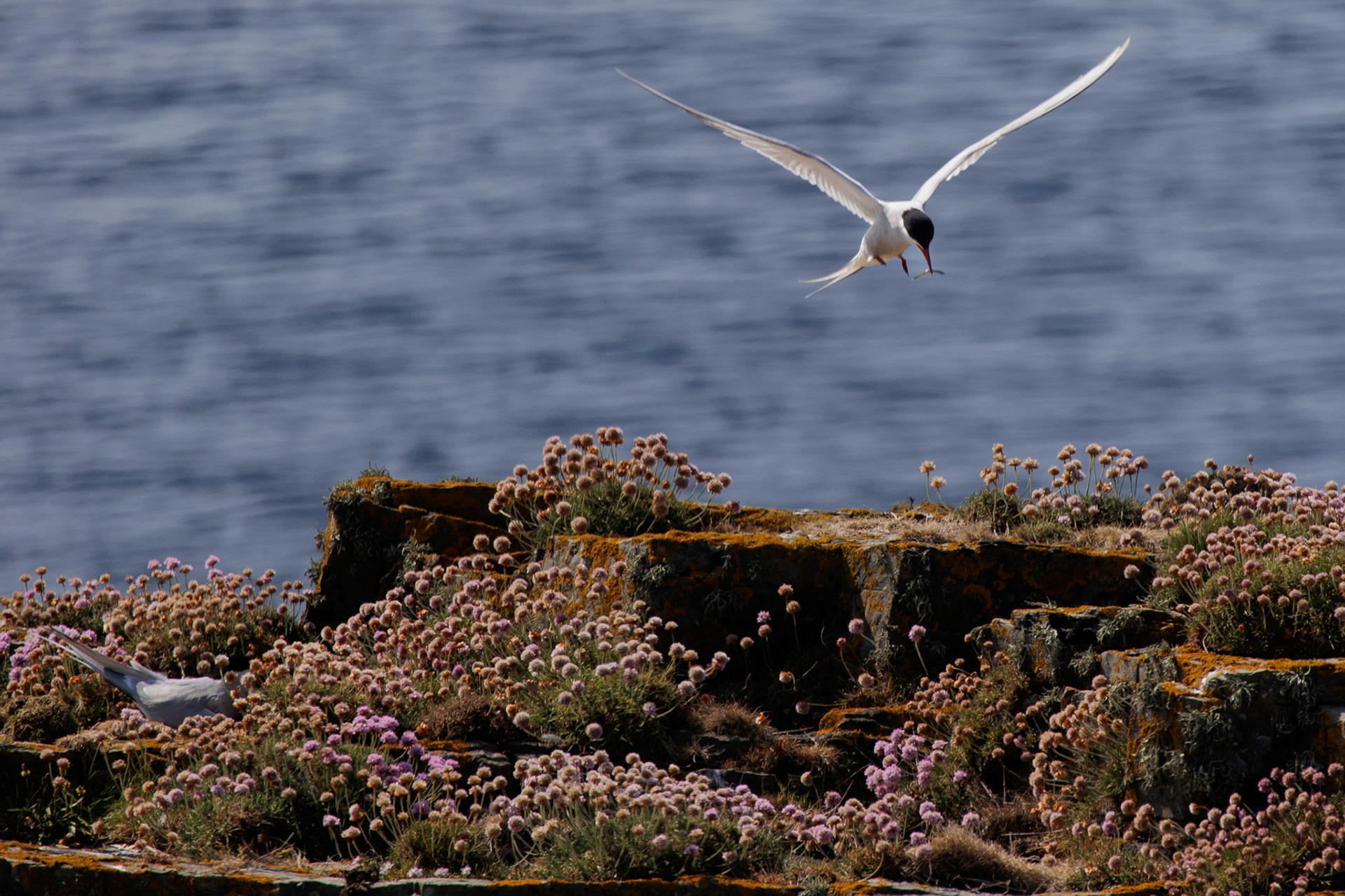 Arctic Tern Birsay Orkney Scotland