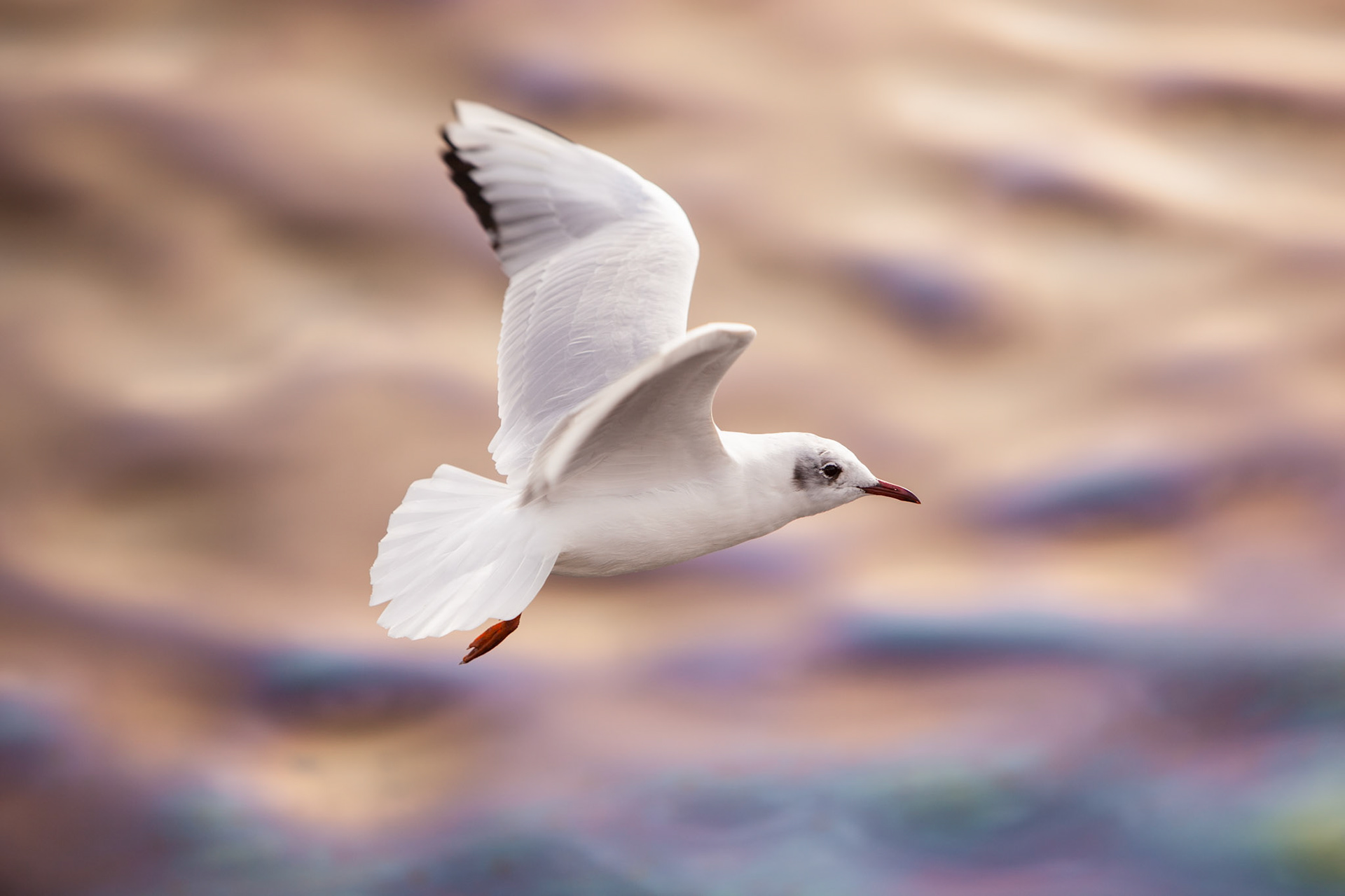 Juvenile Black Headed Gull  - Preston