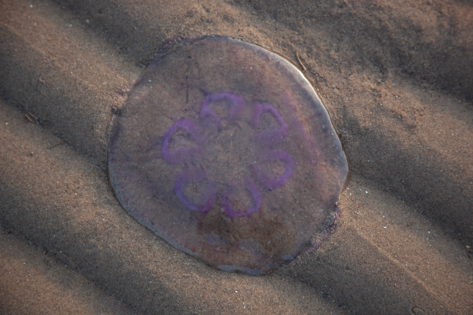 Jellyfish - Hoylake
