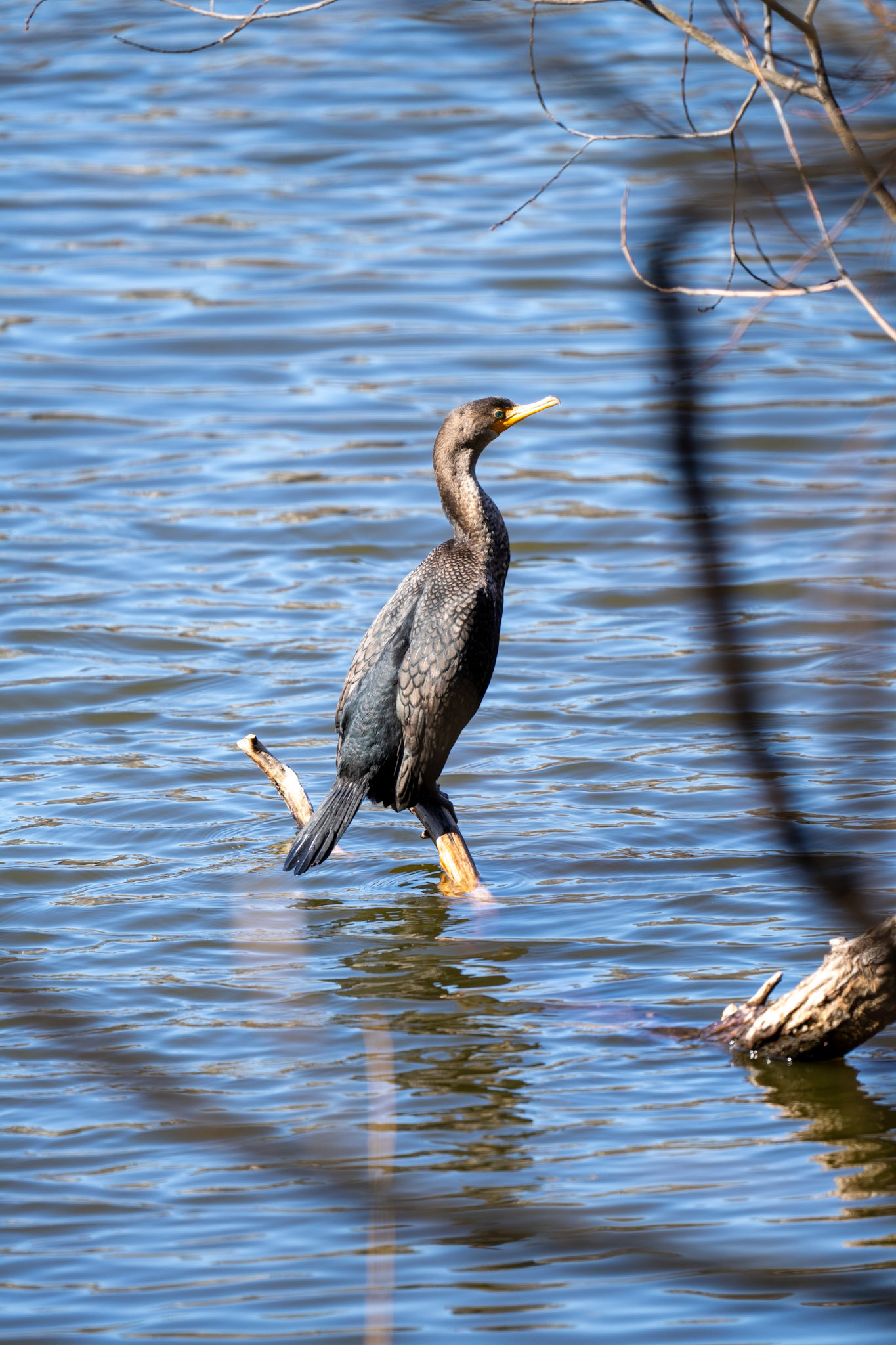 Cormorant - Central Park