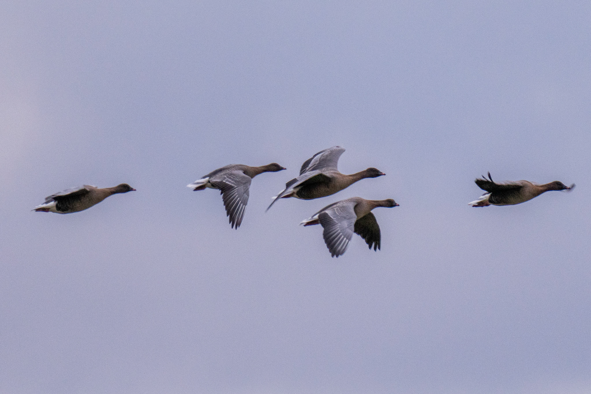 Canada Geese - Parkgate
