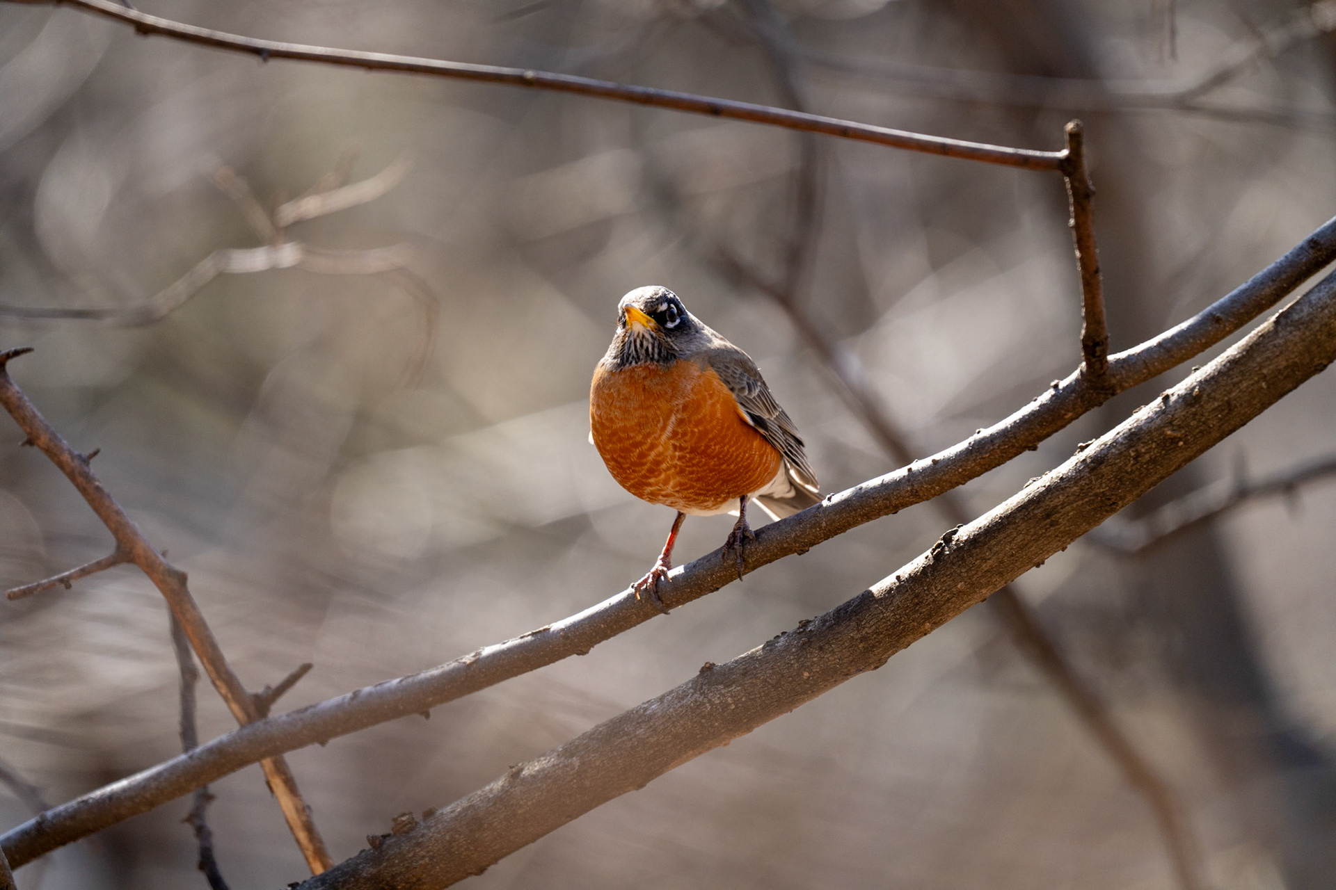 Robin - Central Park