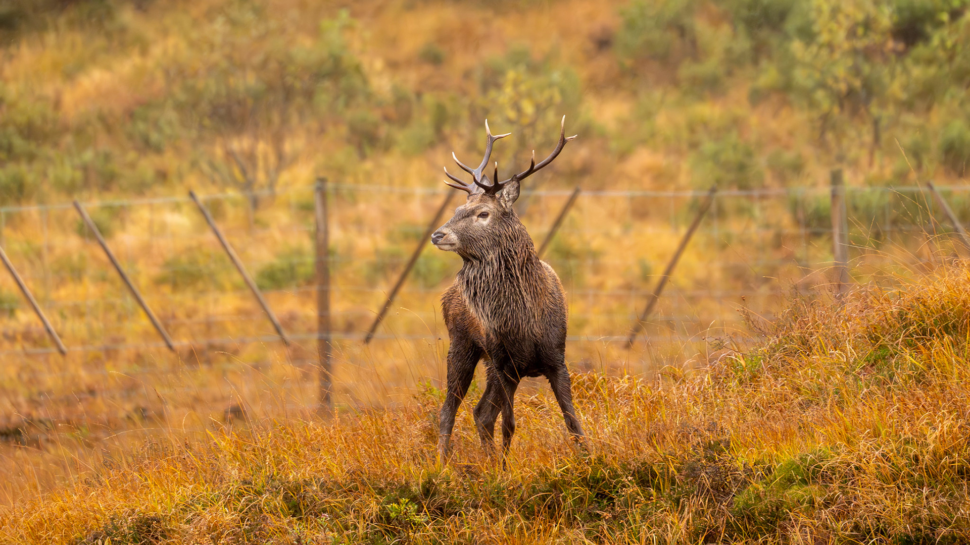 Stag - River Orchy