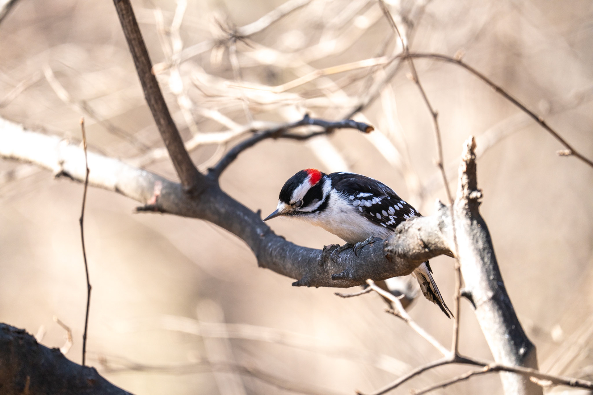 Woodpecker - Central Park