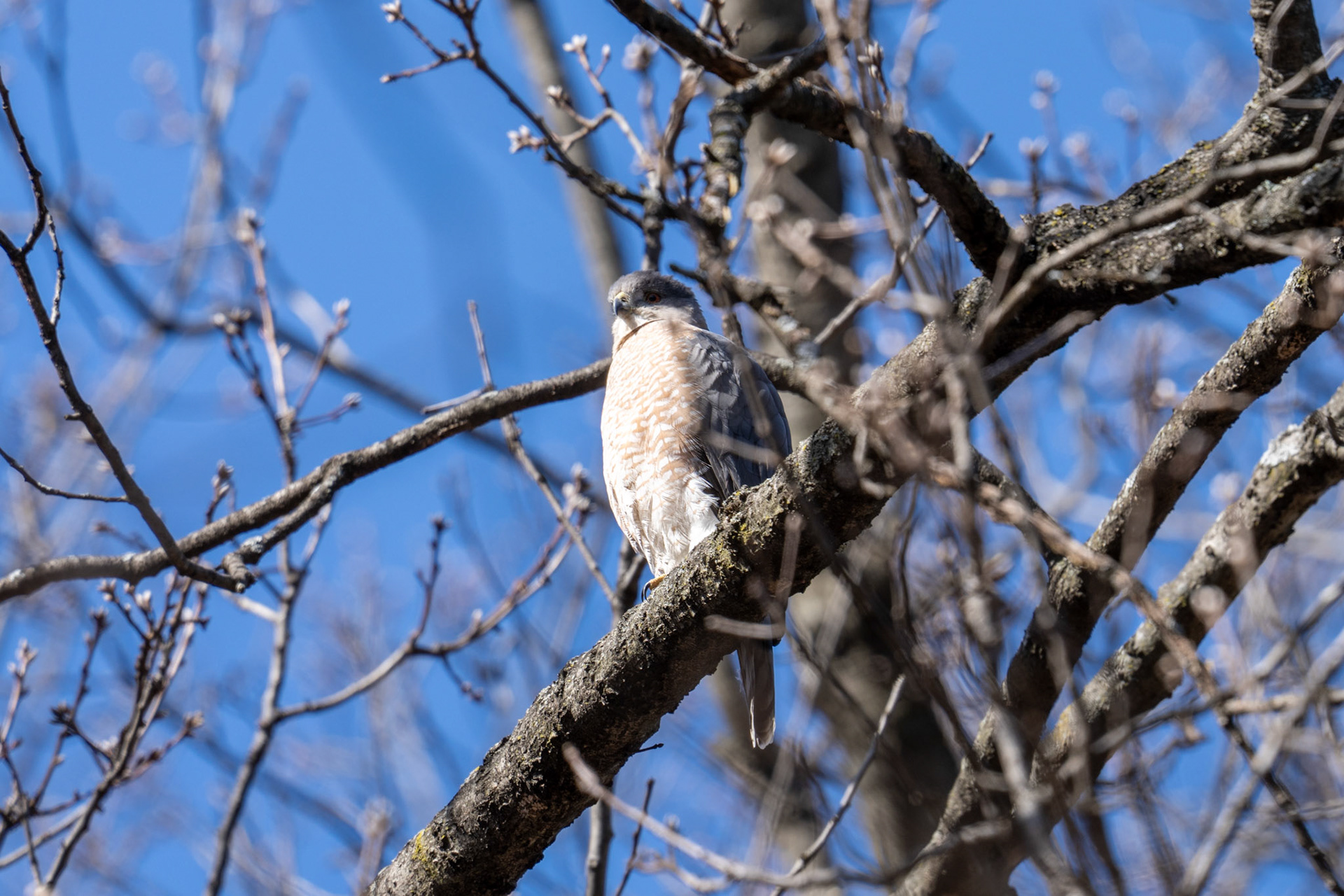 Cooper's Hawk - Central Park