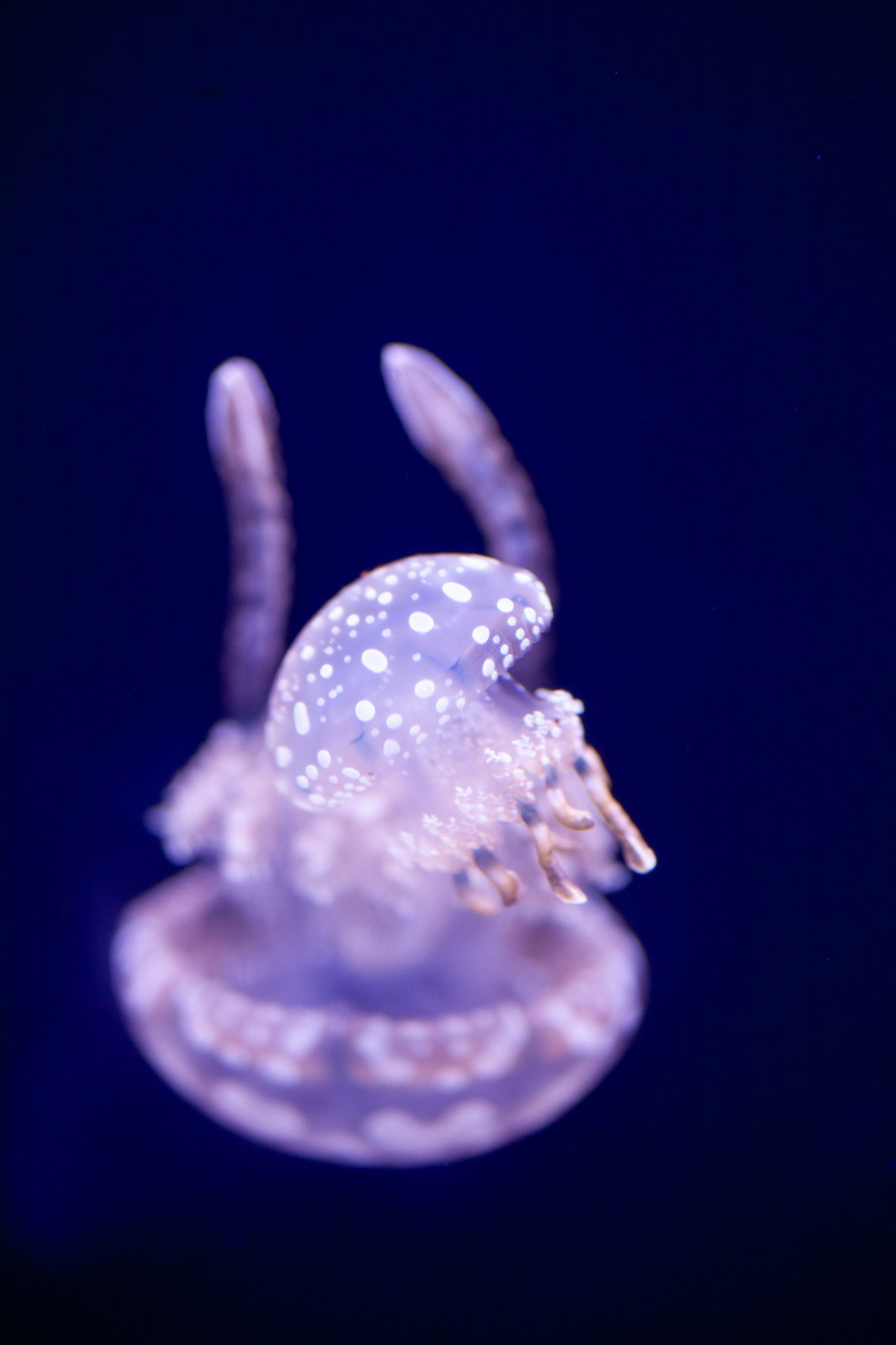 Cassiopeia jellyfish