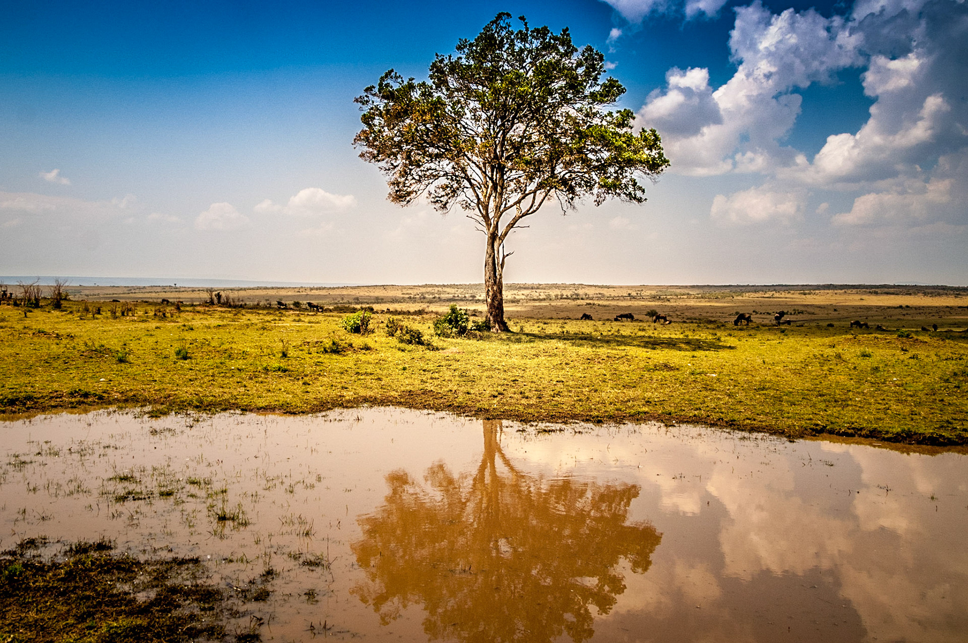 Landschaft der Masai Mara