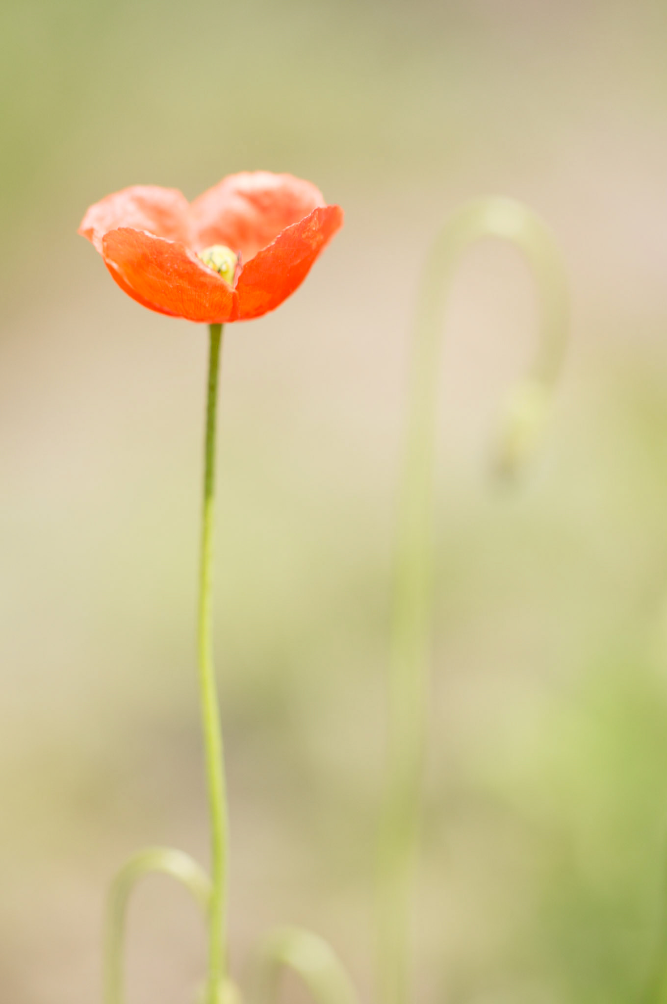 Mohn