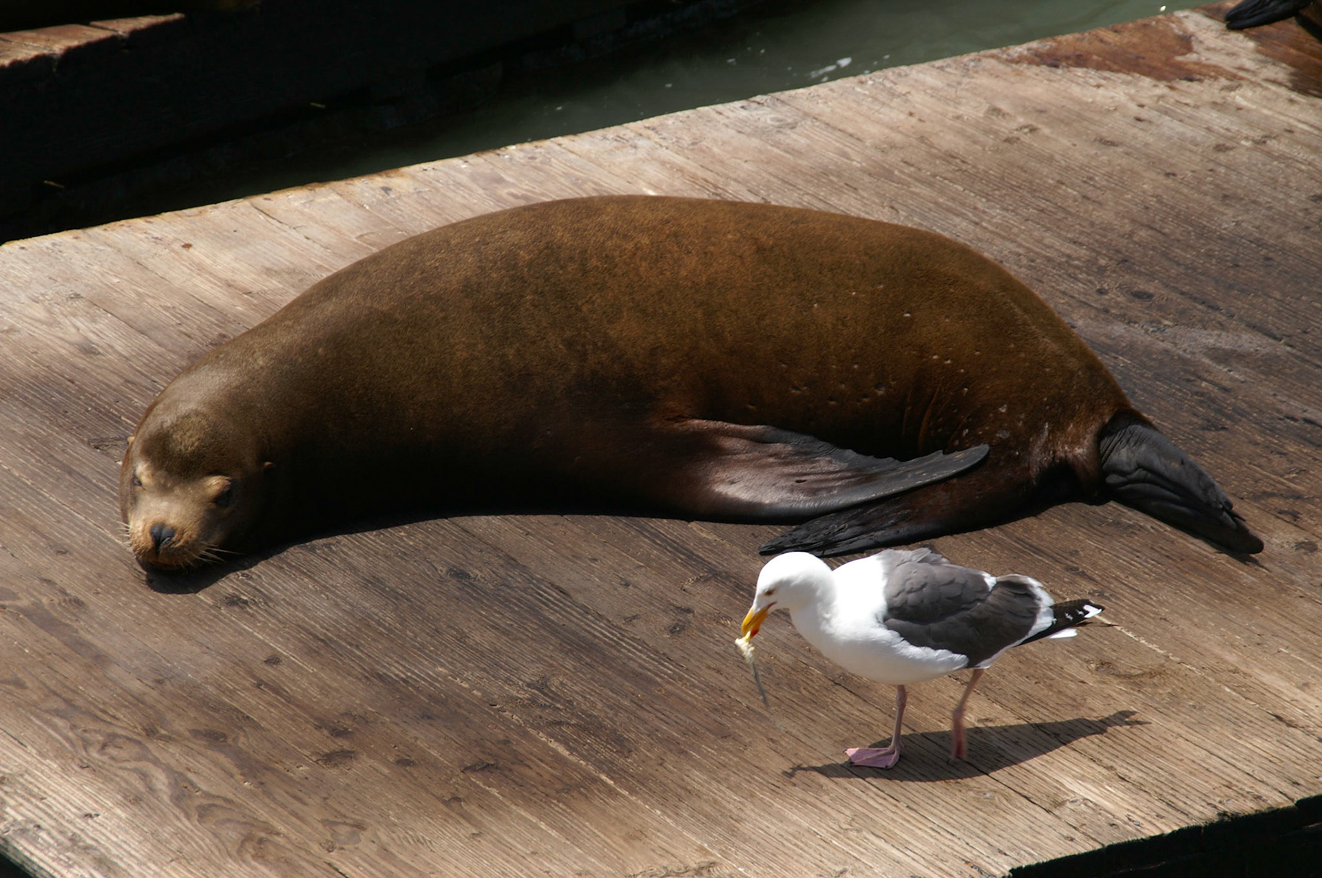 Pier 39, San Francisco