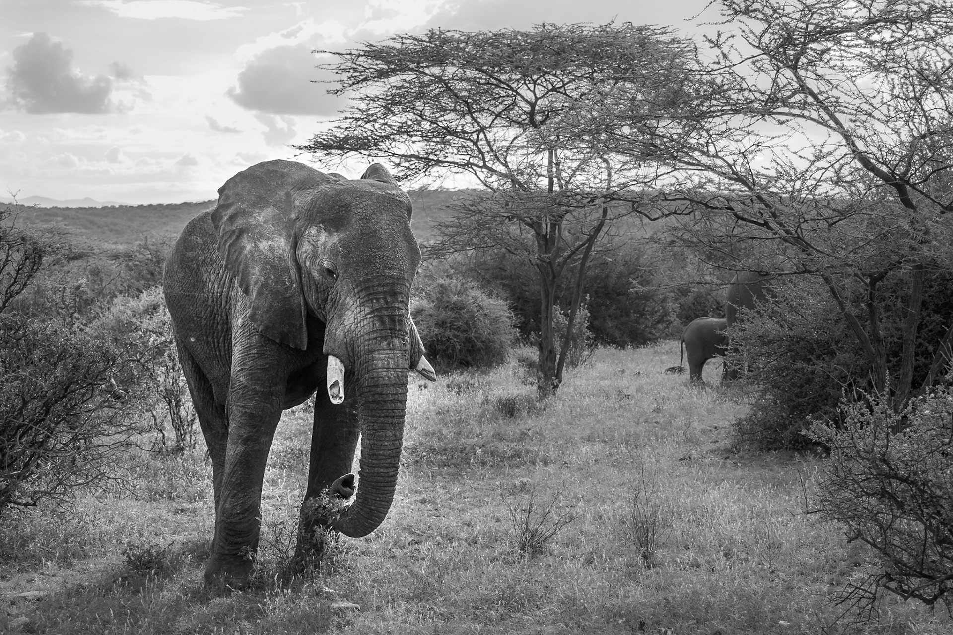 Elefant in Samburu