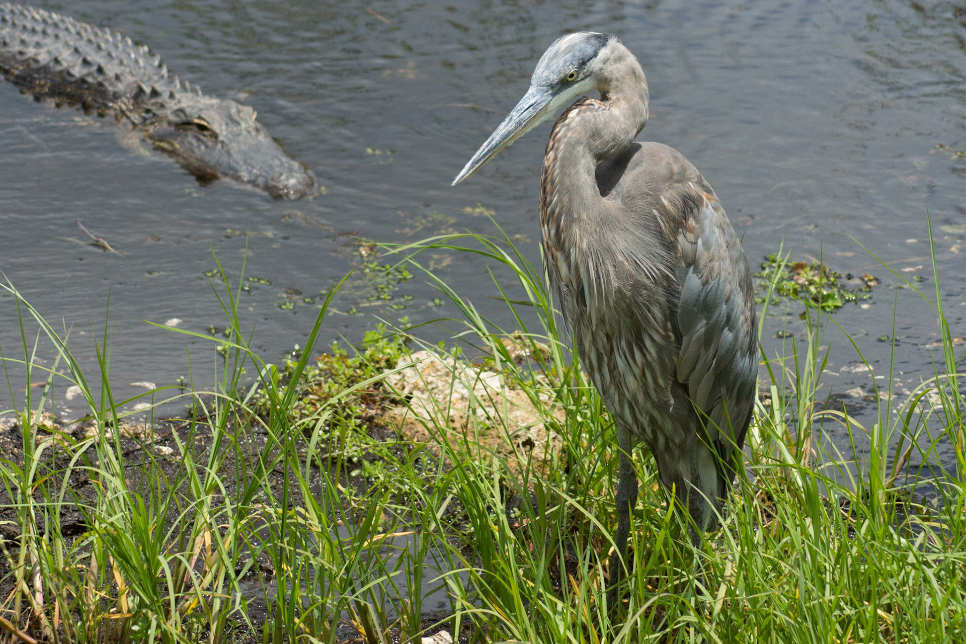 Ich fress dich gleich - Everglades