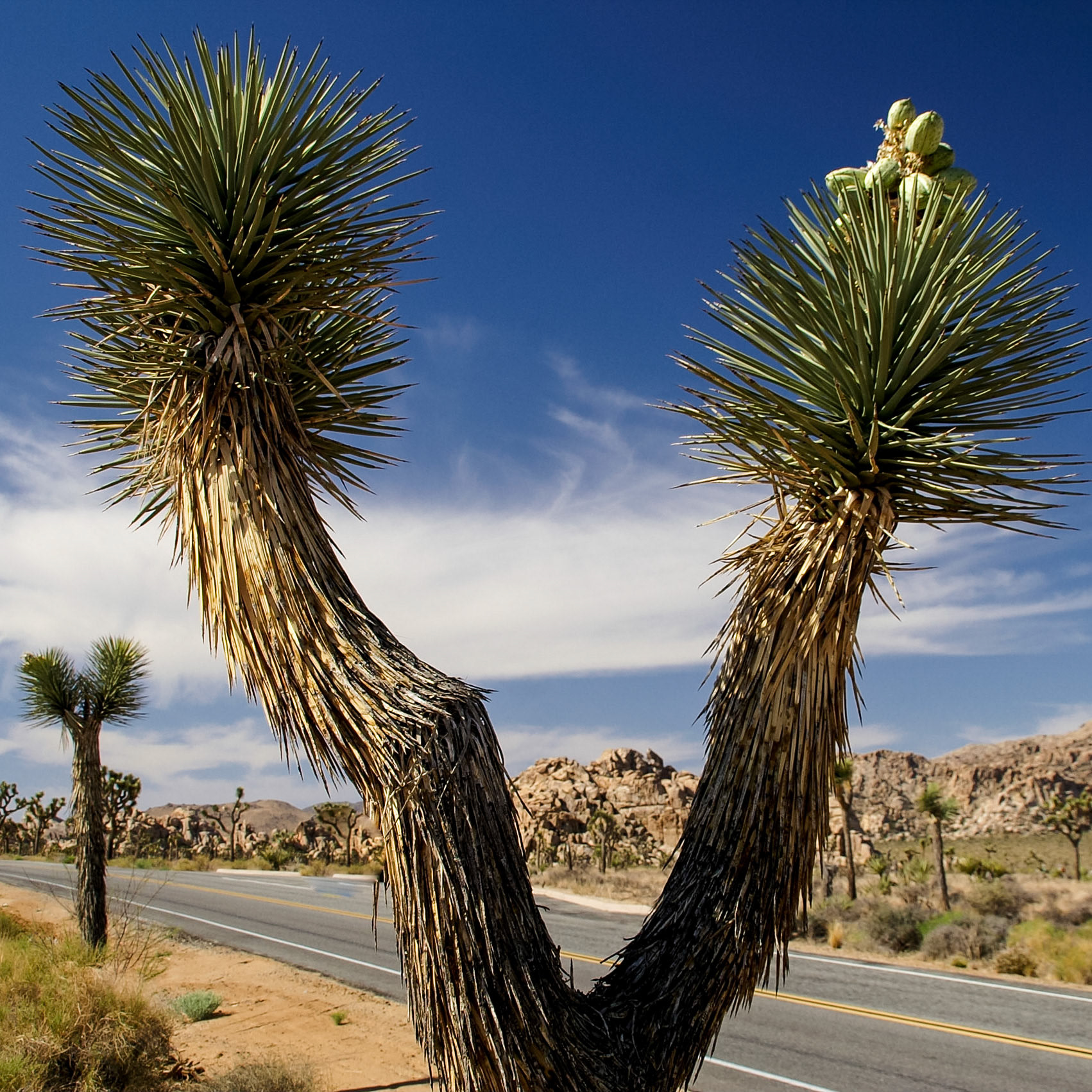 Yucca Palme im Joshua Tree NP