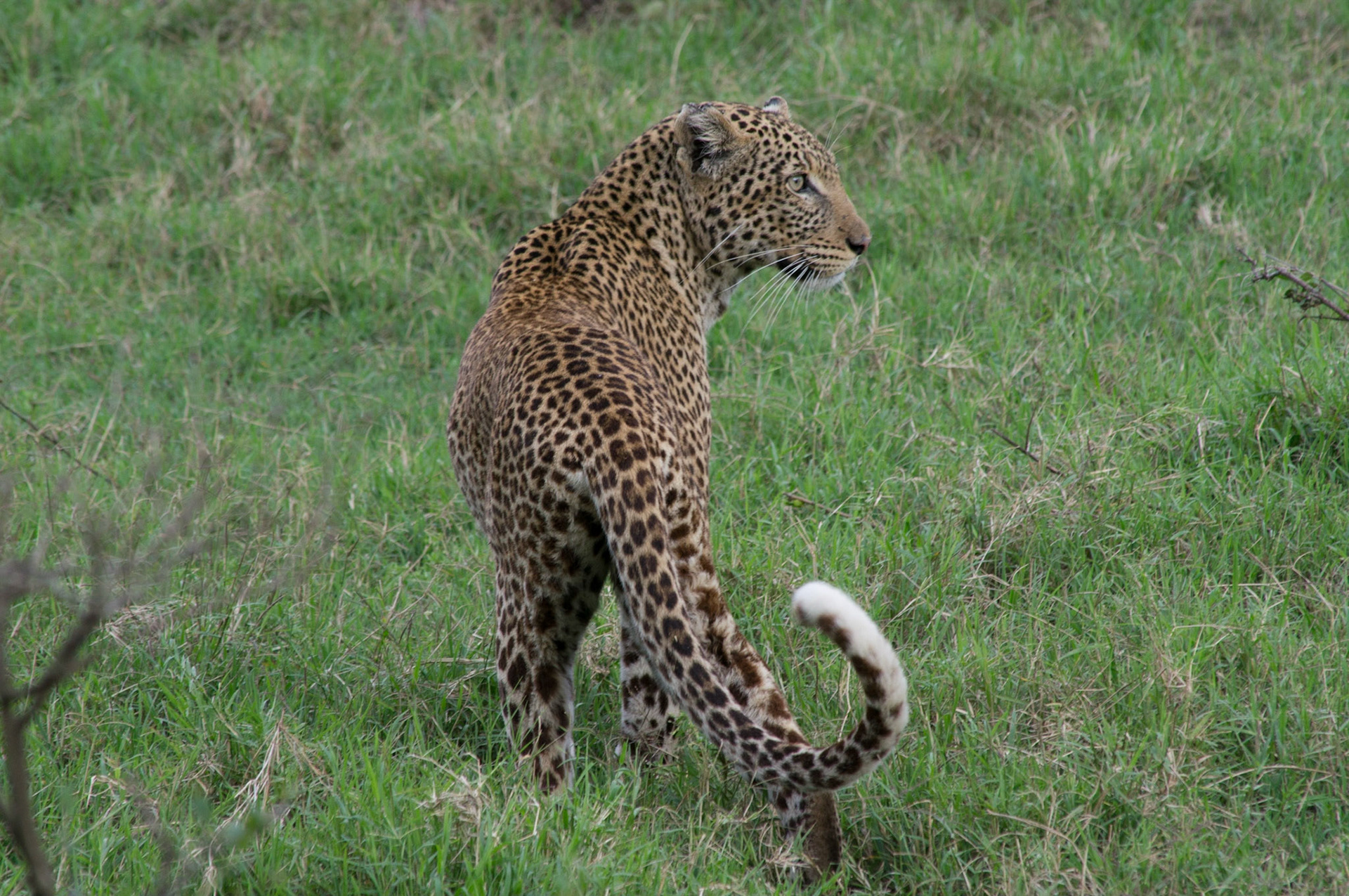 Ein Leopard kreuzte kurzfristig unseren Weg