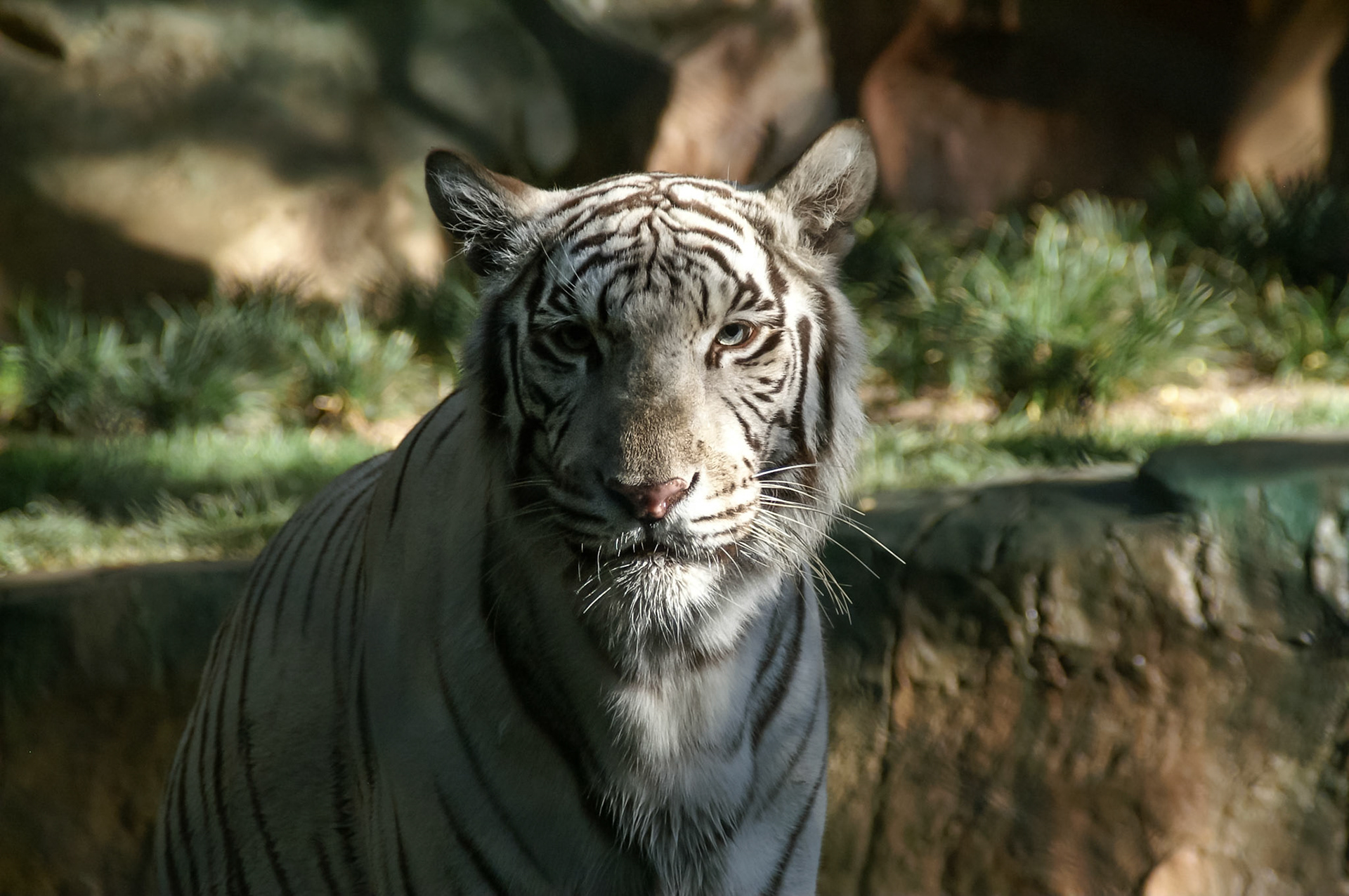 Zoogehege von Siegfried & Roy in Las Vegas