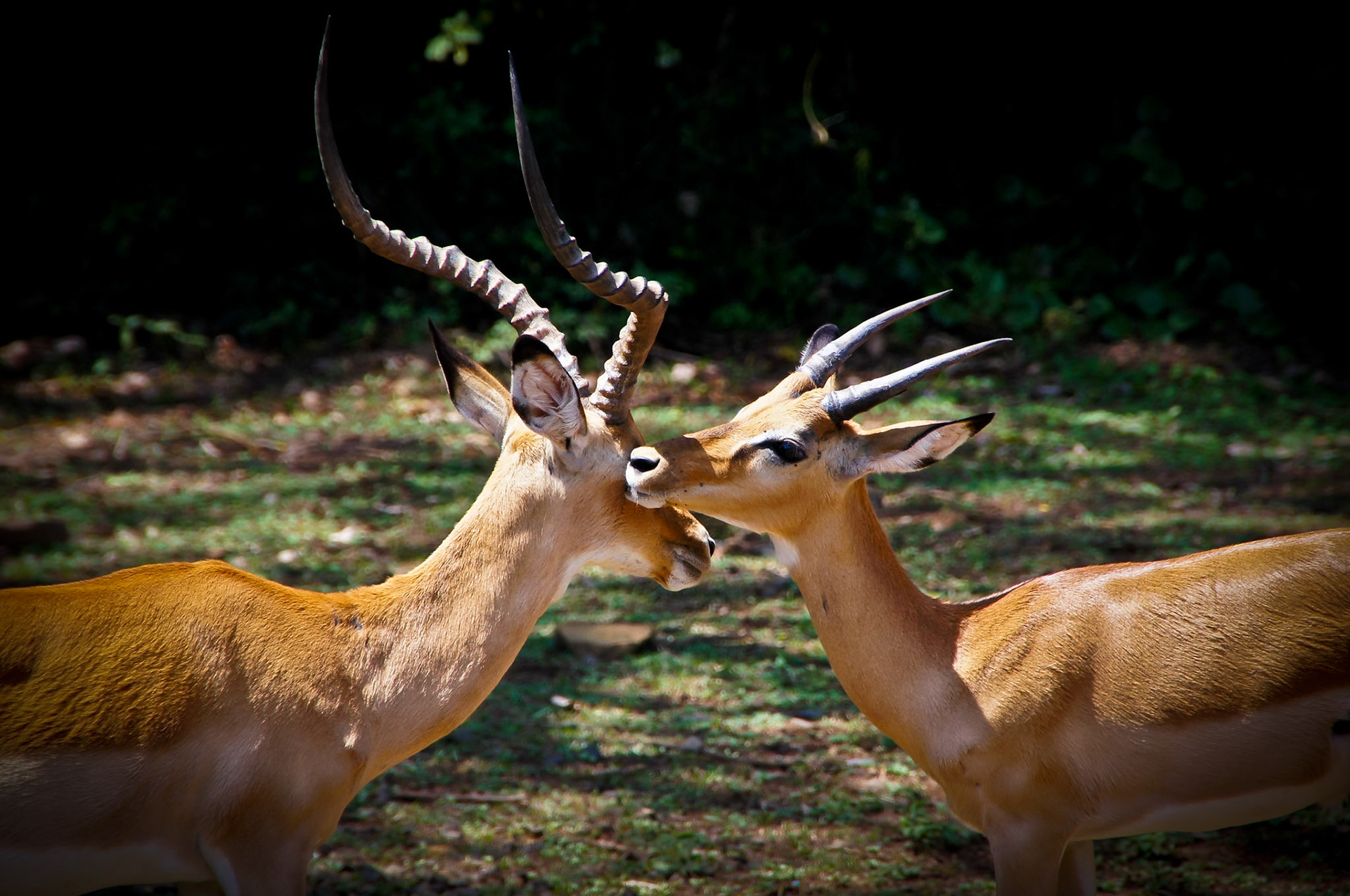 Impalas in Kisumu