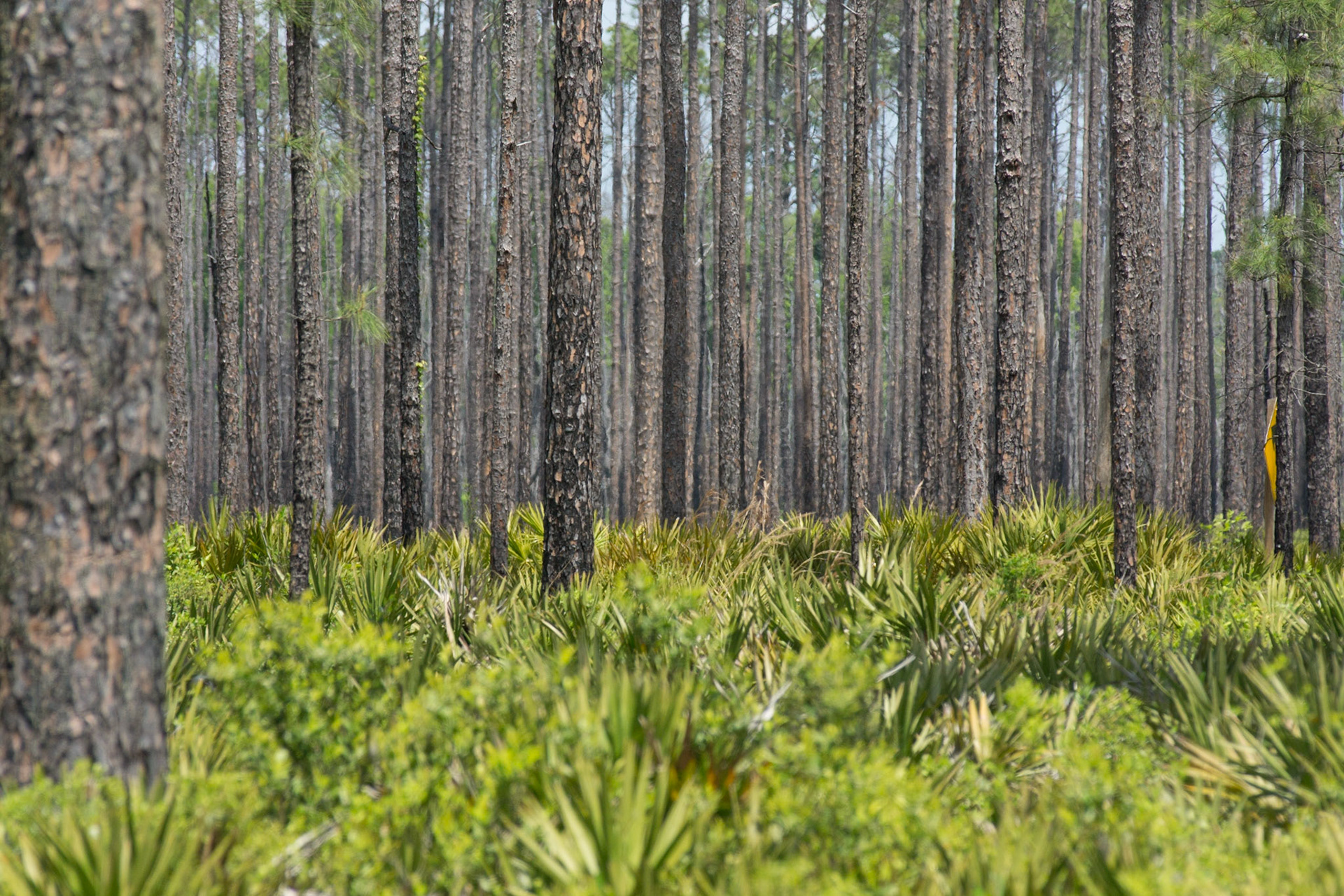 Okefenokee Sümpfe