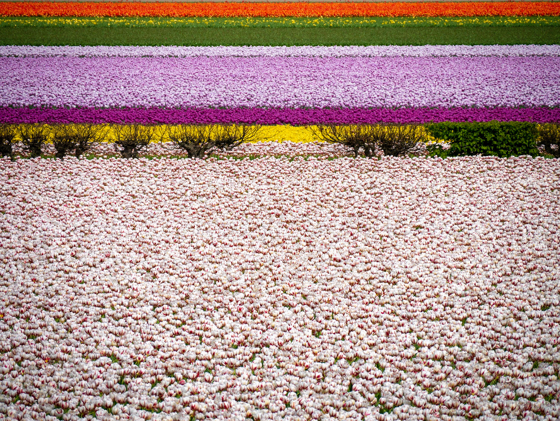 Tulpenfelder