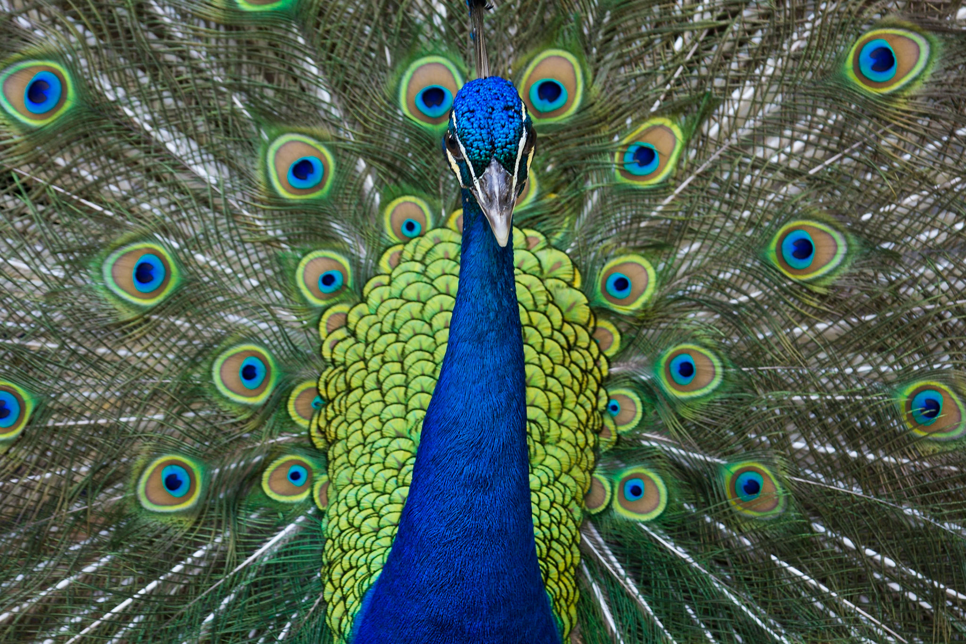 Pfau in St. Augustine, Florida