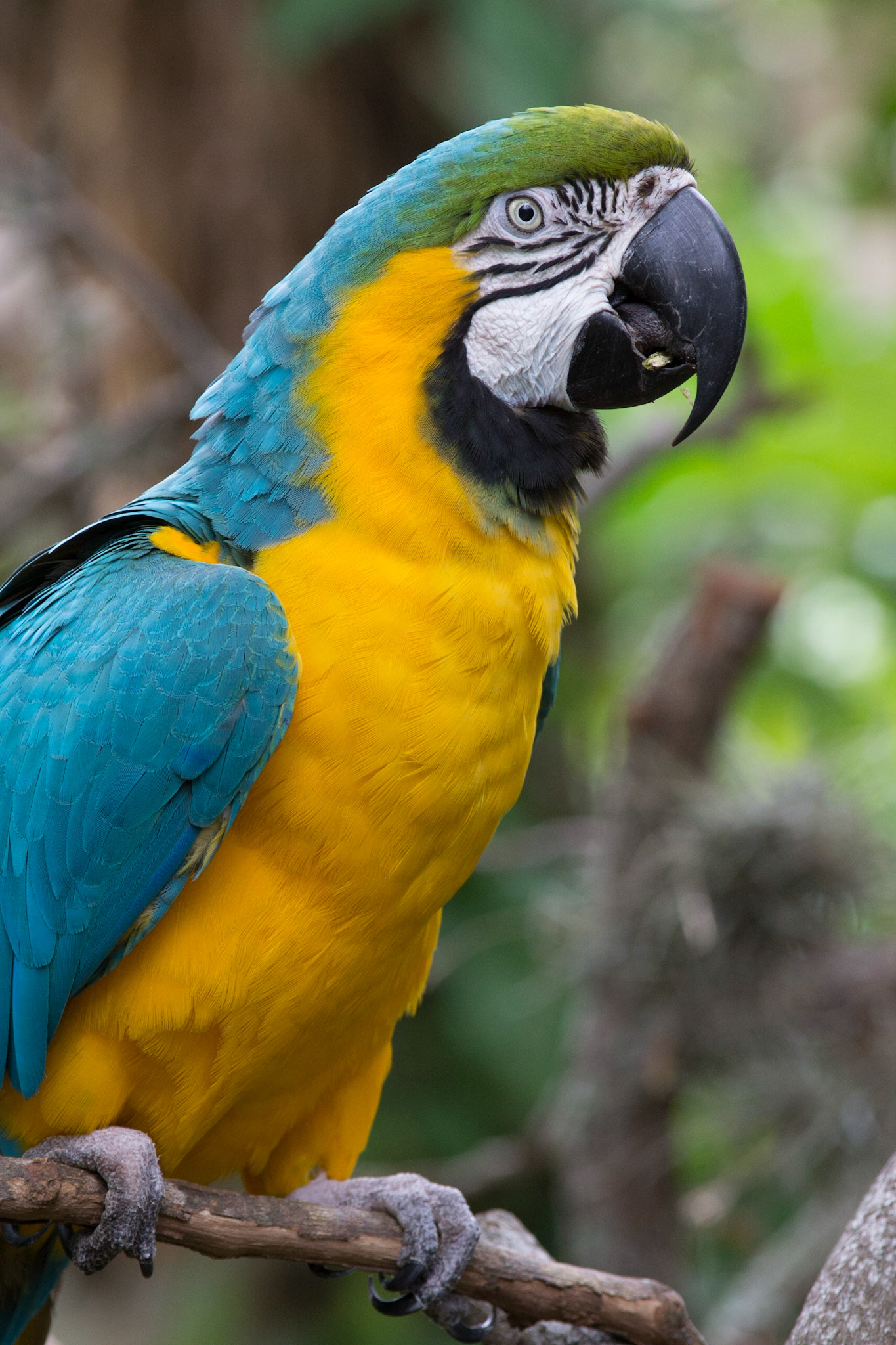 Zoo St. Augustine