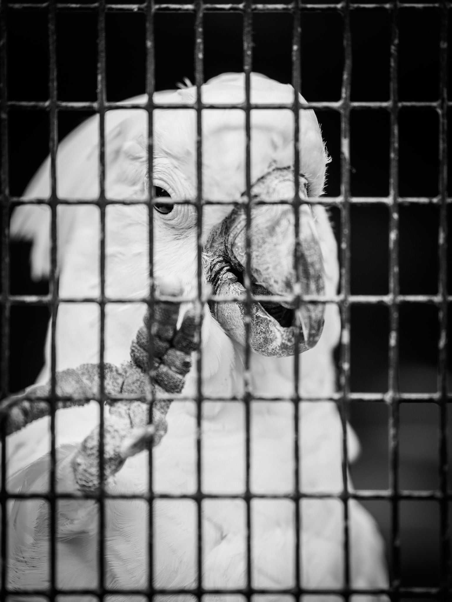Hinter Gittern