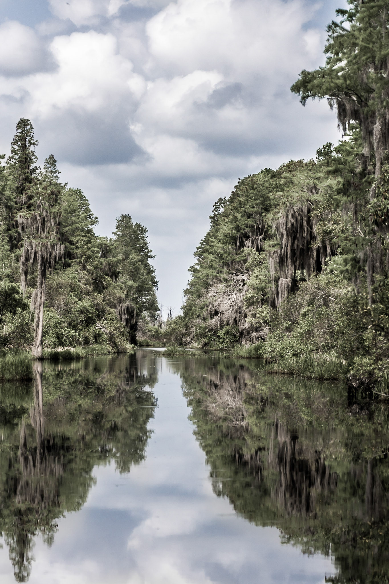 Okefenokee Sümpfe